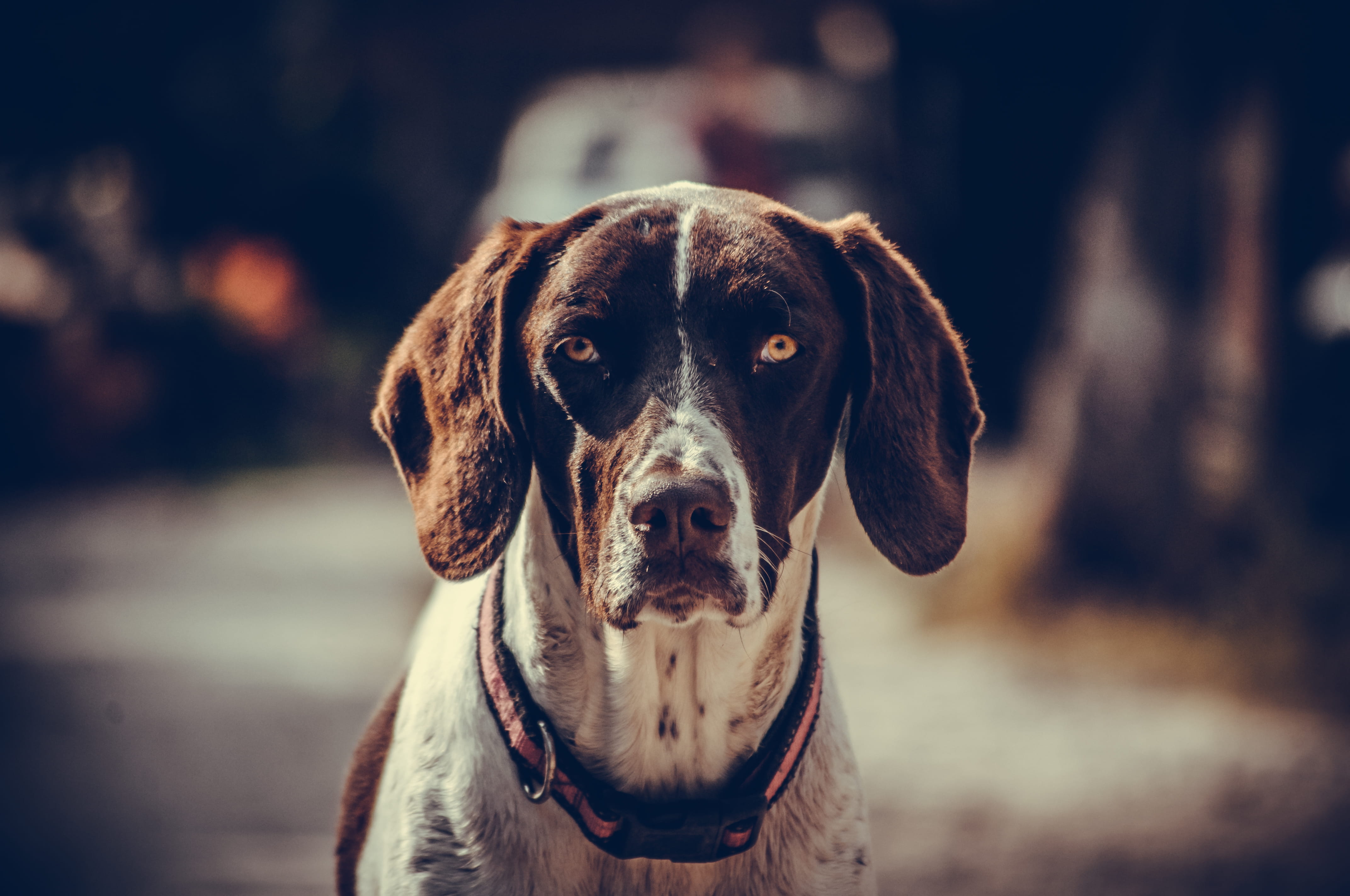 pet, no people, outer space, portrait, one animal, coated, sad dog, pet collar, face, vertebrate, universe, human, domestic animals, canine, focus on foreground, HD Wallpaper