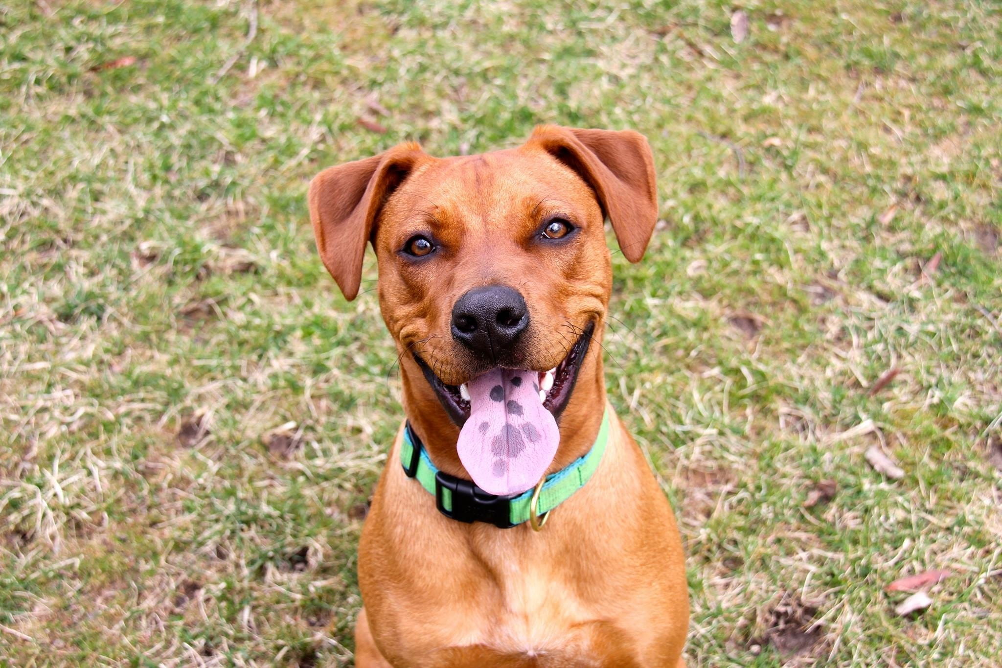 pet collar, love, grass, pet, plant, daytime, mammal, one animal, animal themes, domestic, no people, pittbull, cute, smile, photo, mutt, close, portrait, HD Wallpaper