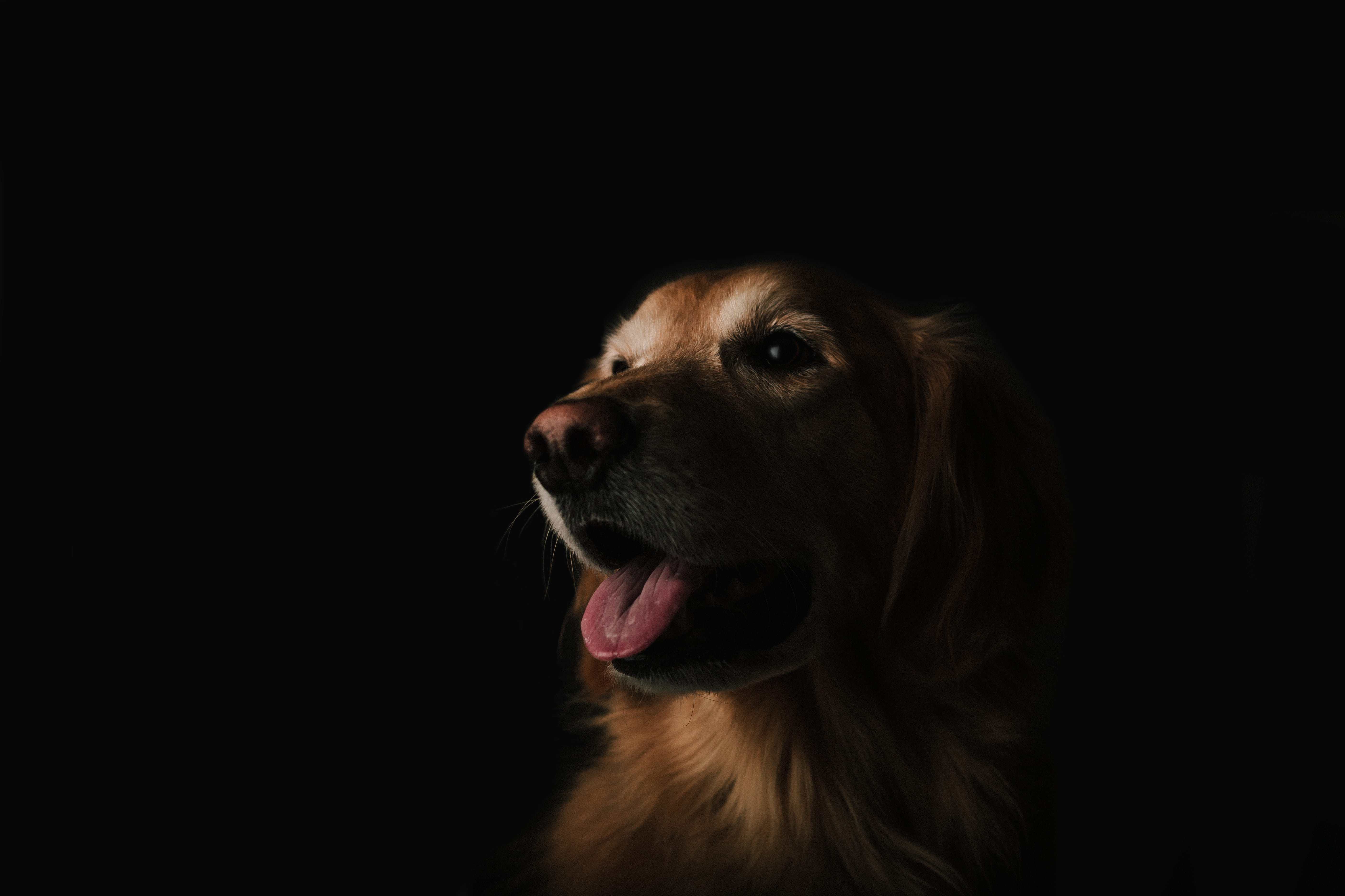 animal tongue, adult, purebred Dog, looking, canine, 5K, indoors, black Background, mammal, vertebrate, mouth open, domestic Animals, animal head, tongue, HD Wallpaper