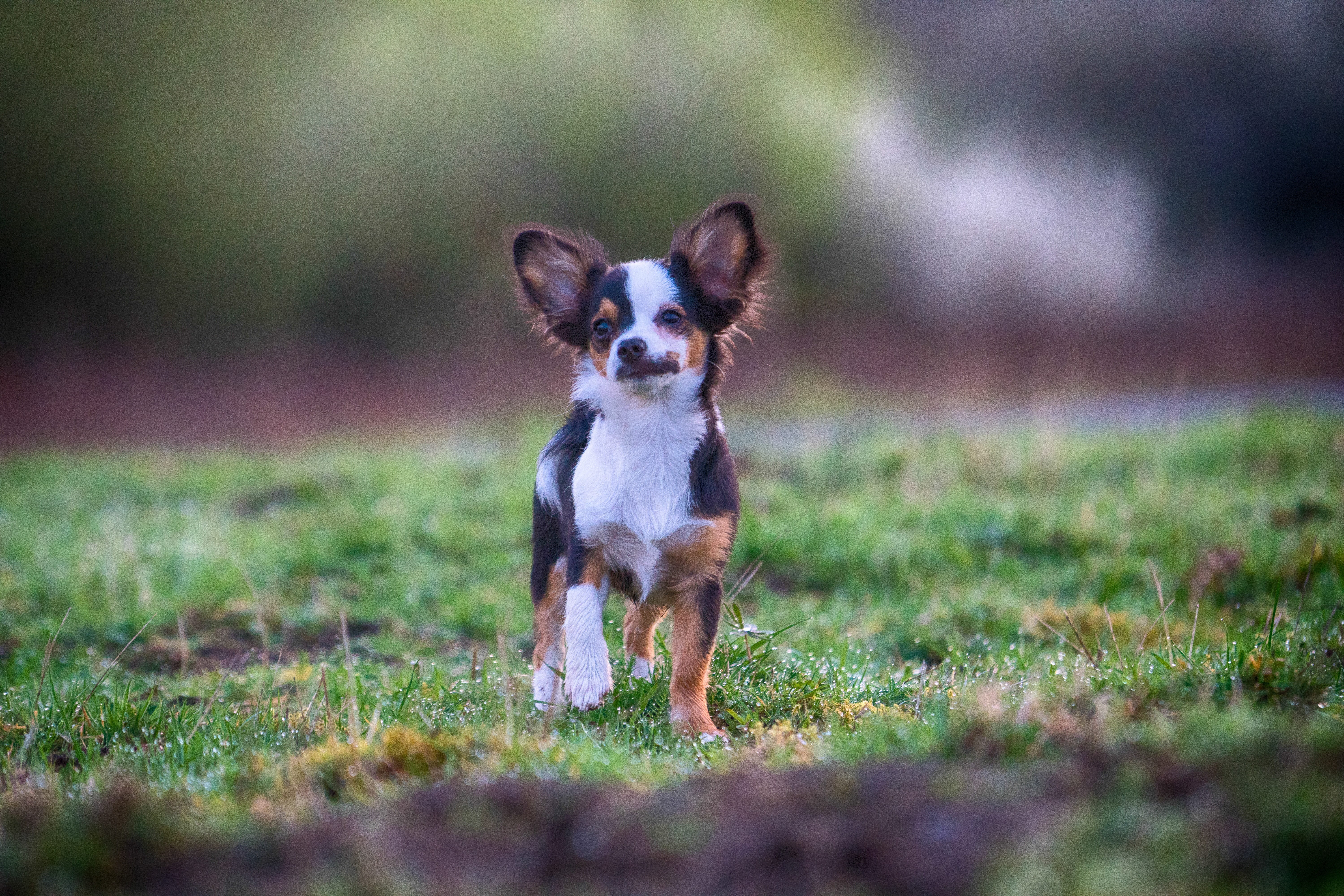 portrait, cute, plant, domestic, one animal, young, Attention, outdoor, animal, in the, purebred dog, chihuahua - dog, knuffig, looking at camera, nature, HD Wallpaper