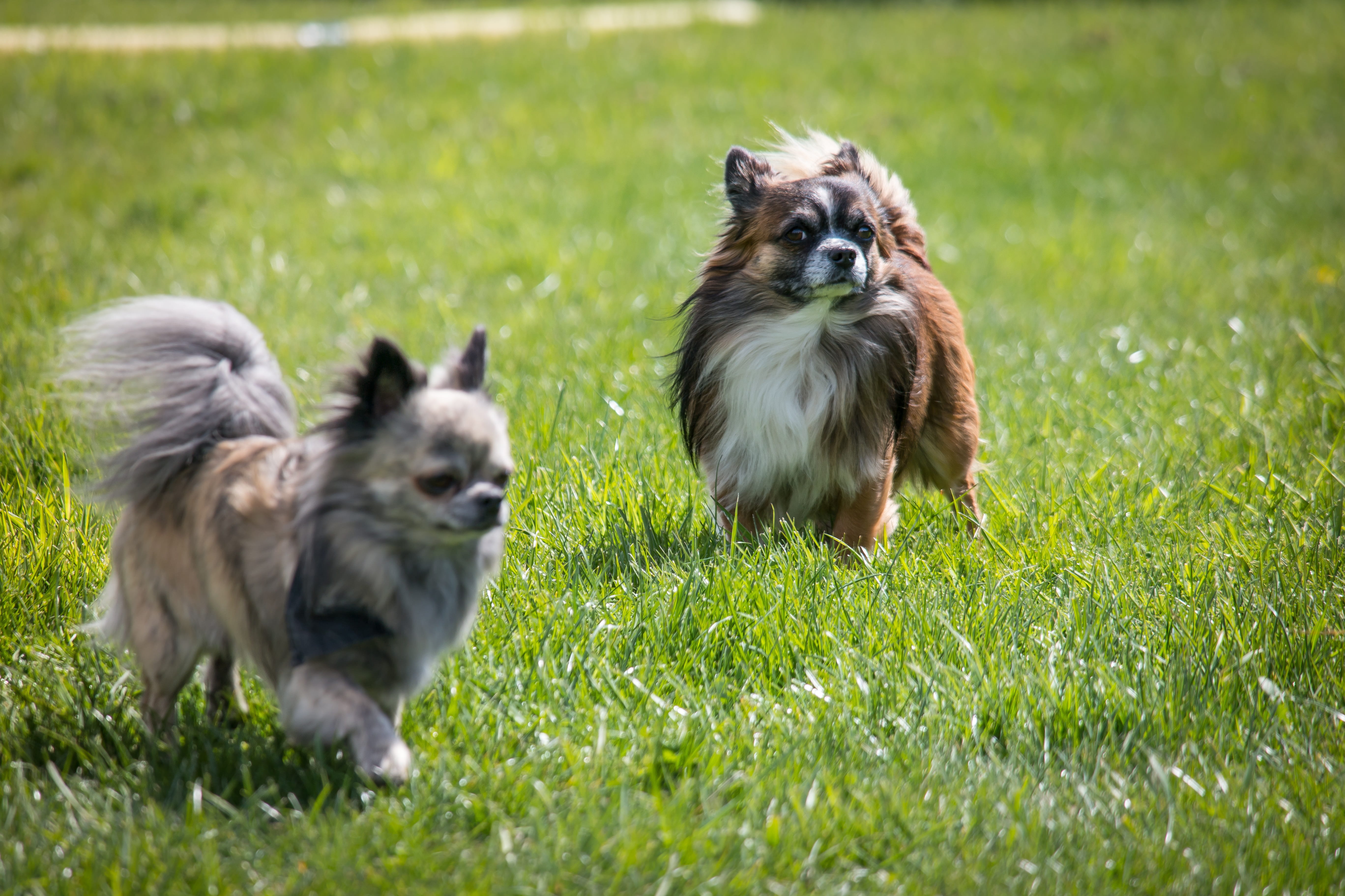 two animals, outdoors, field, group of animals, pets, Chihuahua, Small, pet, shih tzu, sweet, dogs, fluffy, animals And Pets, dog, nature, animal themes, HD Wallpaper