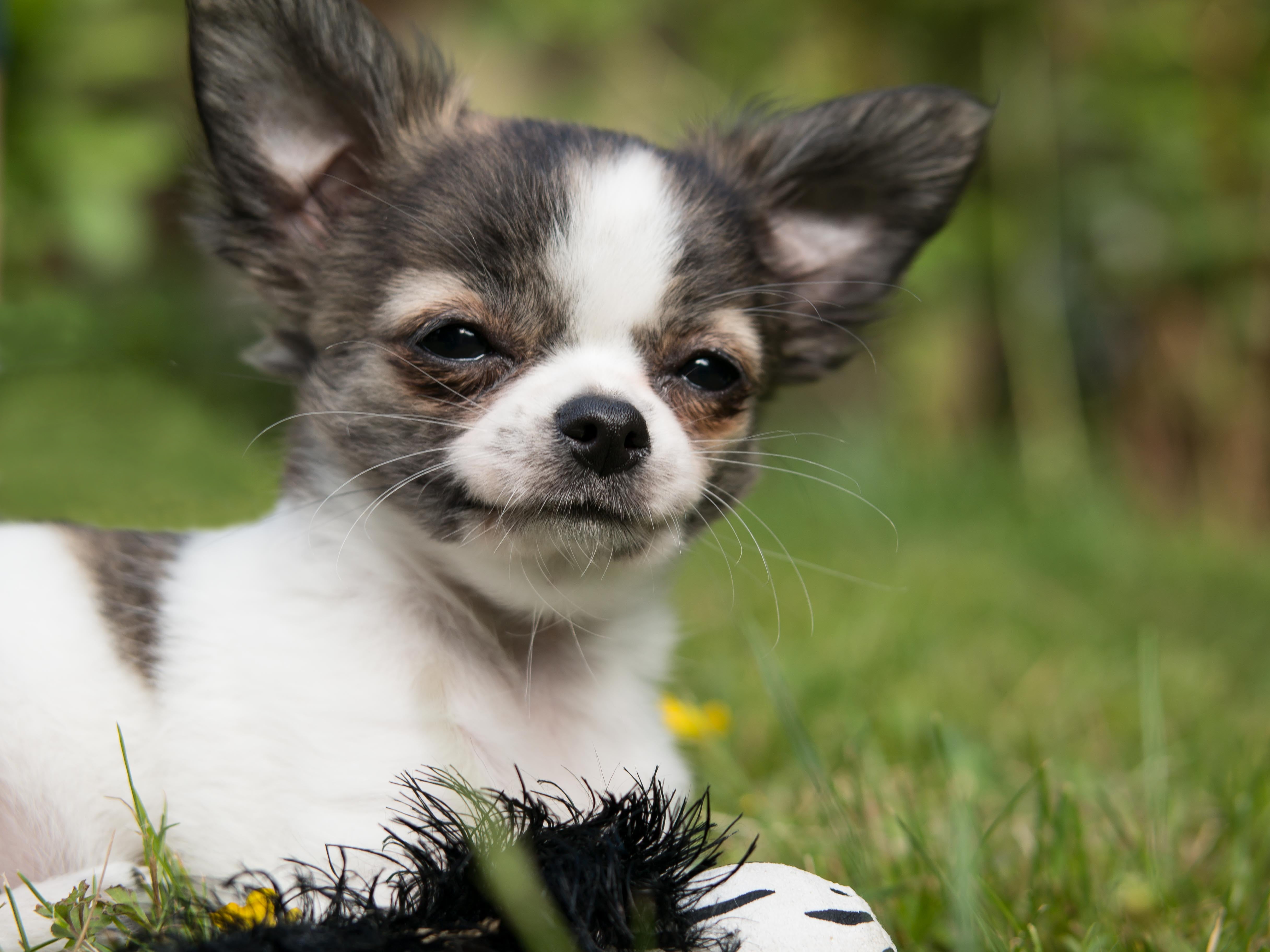 puppy, animal body part, cute, snout, no people, nature, small, outdoors, selective focus, short, white, chihuahua - Dog, grass, vertebrate, animal head, HD Wallpaper