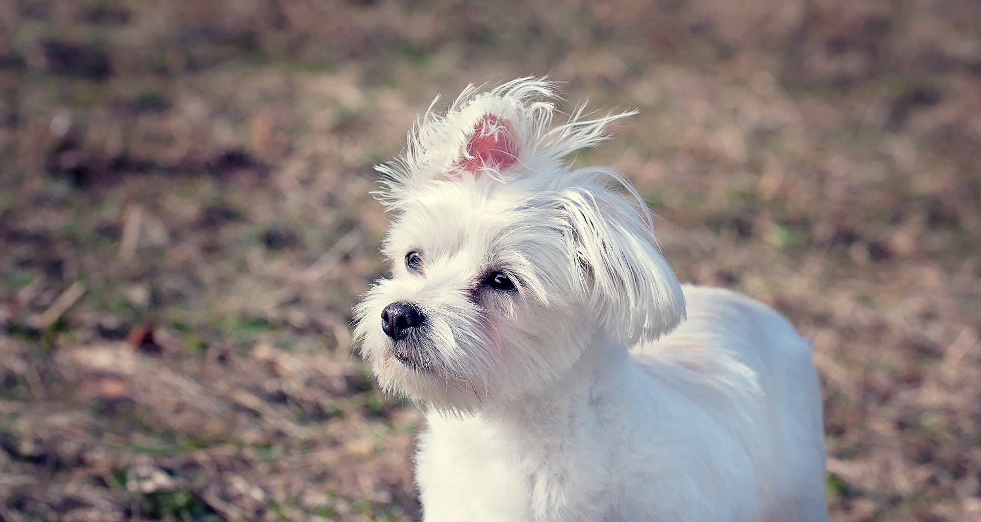 sweet, domestic, animal themes, close, field, one animal, white, animal, looking, pets, out, hair, shih tzu, pet, animal portrait, cute, lap dog, white color, HD Wallpaper
