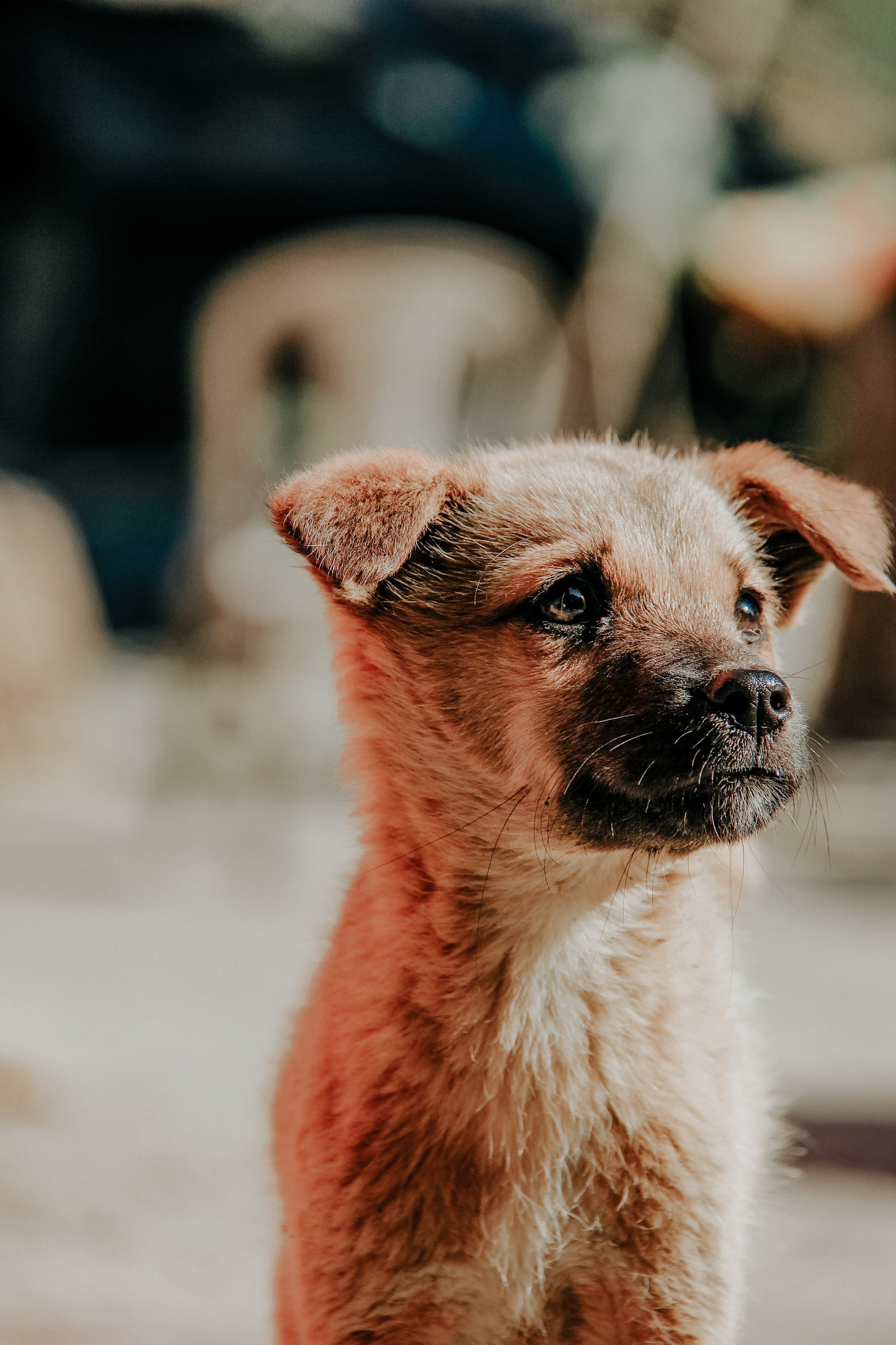 animal, breed, brown, whisker, day, focus on foreground, purebred, pet, animal lover, pets, puppy, small, animal head, 4K, little, dog, domestic animals, Phone HD Wallpaper