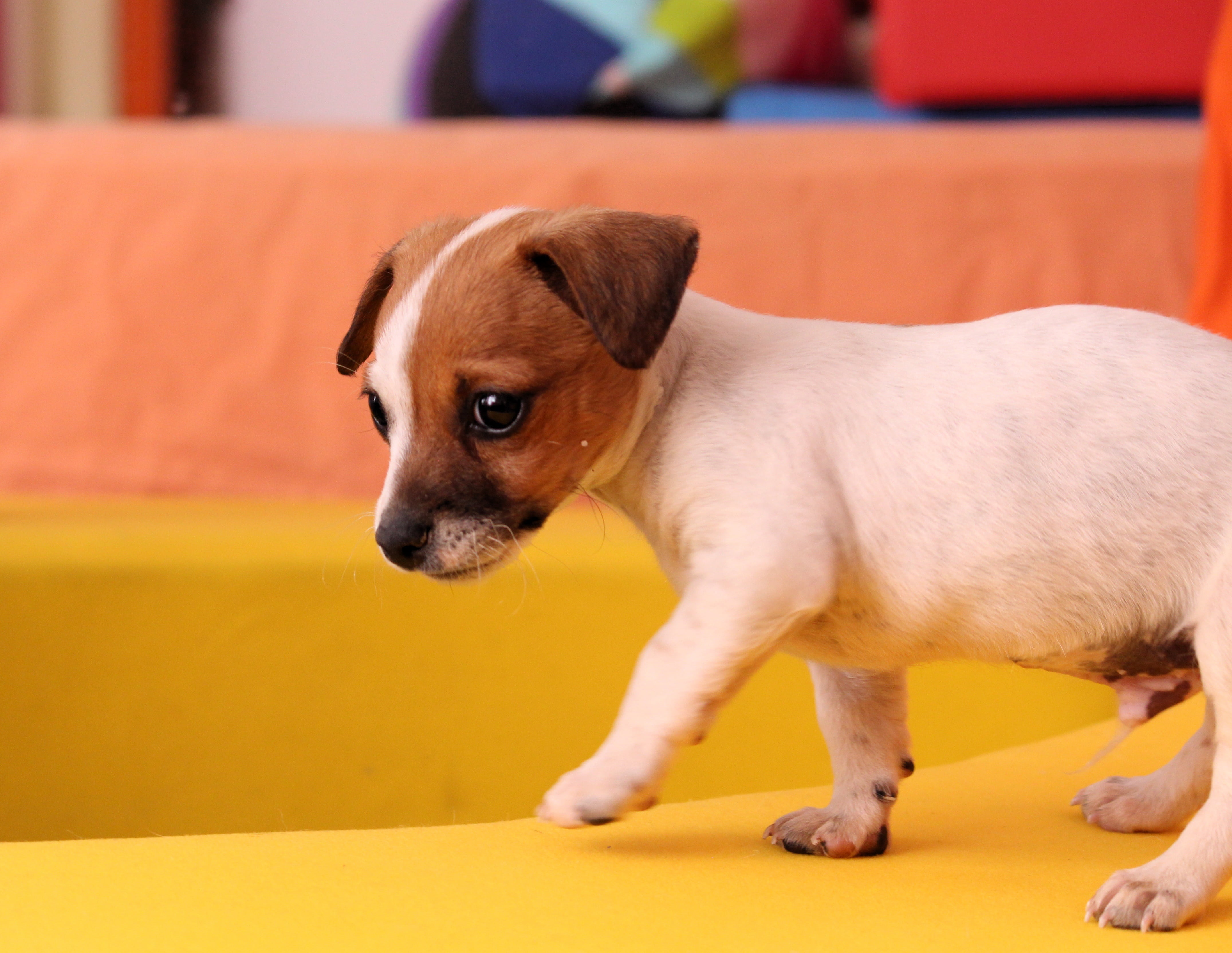 small dog, attention, terrier, no people, view, playful, eyes, awakened, basket, innocence, looking, taster, head, small, indoors, young animal, pets, furry, HD Wallpaper
