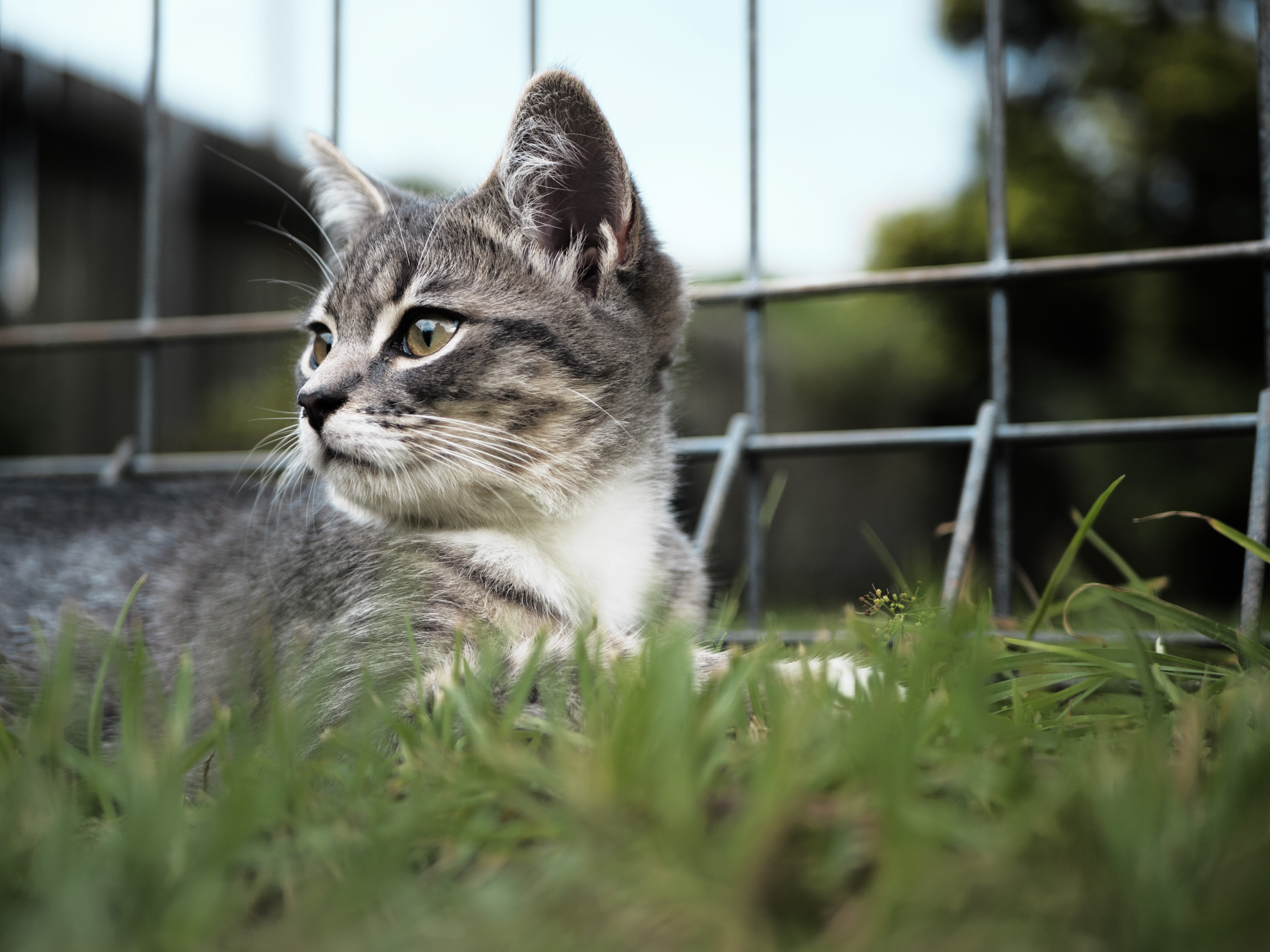 animal eye, whisker, young, mammal, tabby, feline, domestic animals, white, grass, playful, domestic cat, nature, animal, one animal, face, 4K, funny, HD Wallpaper