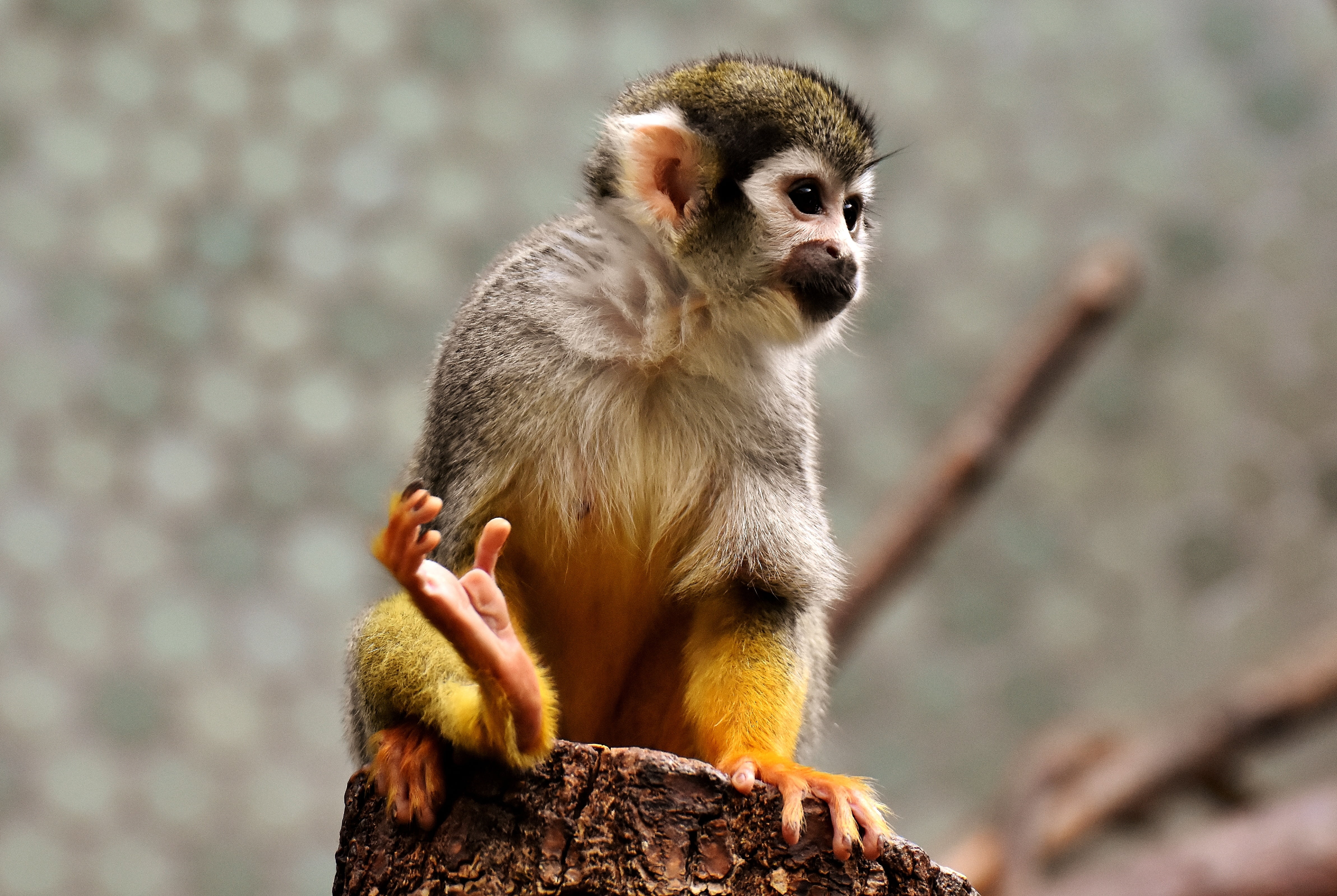standing, mammal, log, small, vertebrate, focus on foreground, animal themes, one animal, day, 4K, animal wildlife, primate, no people, animal portrait, HD Wallpaper