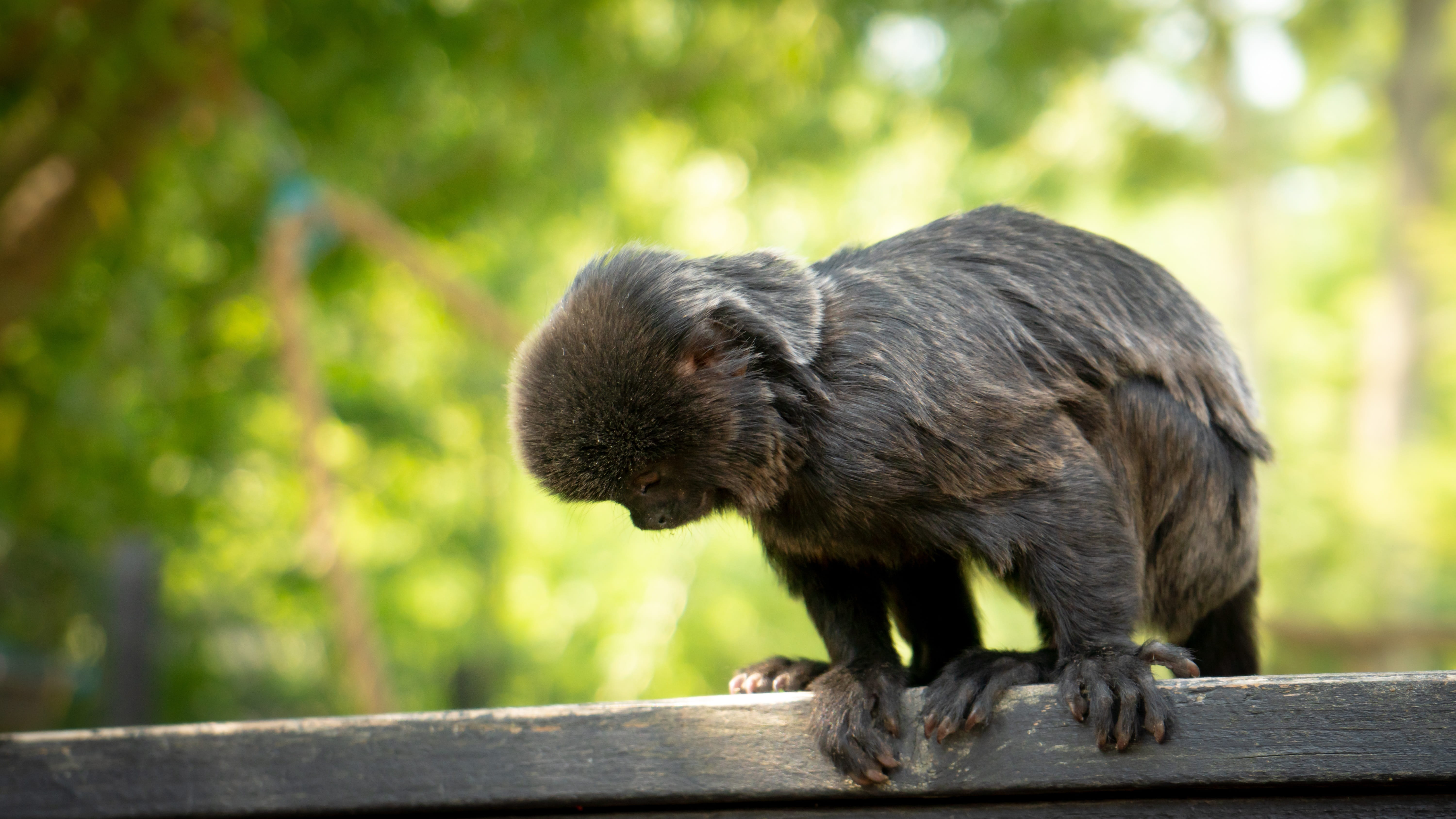 5K, animal wildlife, monkey, wild, close-up, no people, baby, eat, young, outdoors, holding hands, focus on foreground, nature, day, mammal, äffchen, ape, HD Wallpaper