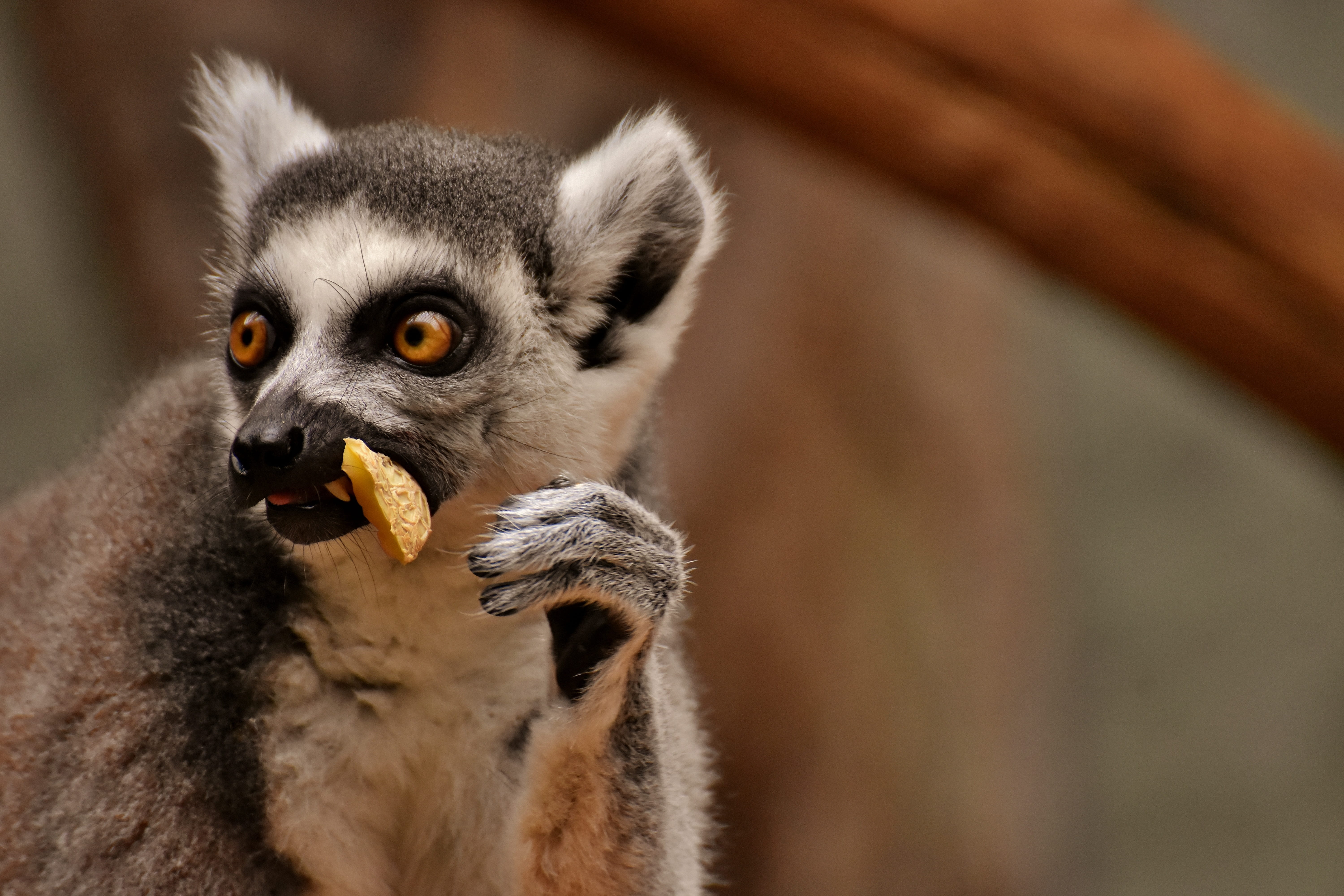 5K, meerkat, food, lemur, portrait, animals in the wild, animal wildlife, animal world, gray, no people, cute, focus on foreground, one animal, eating, HD Wallpaper