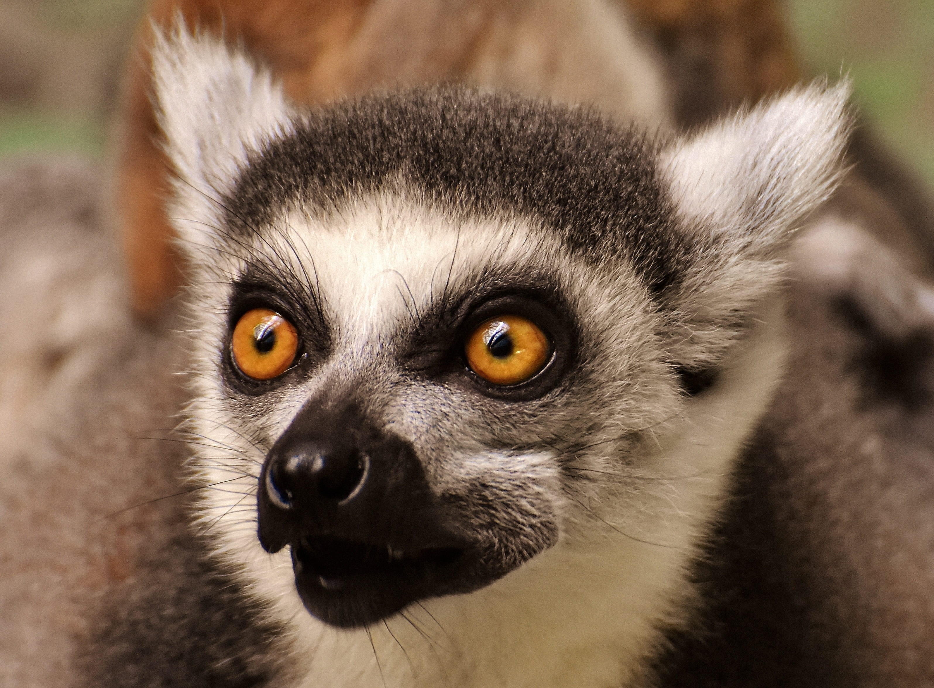 animal themes, focus, close-up, whisker, animal eye, äffchen, day, shallow, yellow eyes, one animal, looking at camera, primate, monkey, hair, animal body part, HD Wallpaper