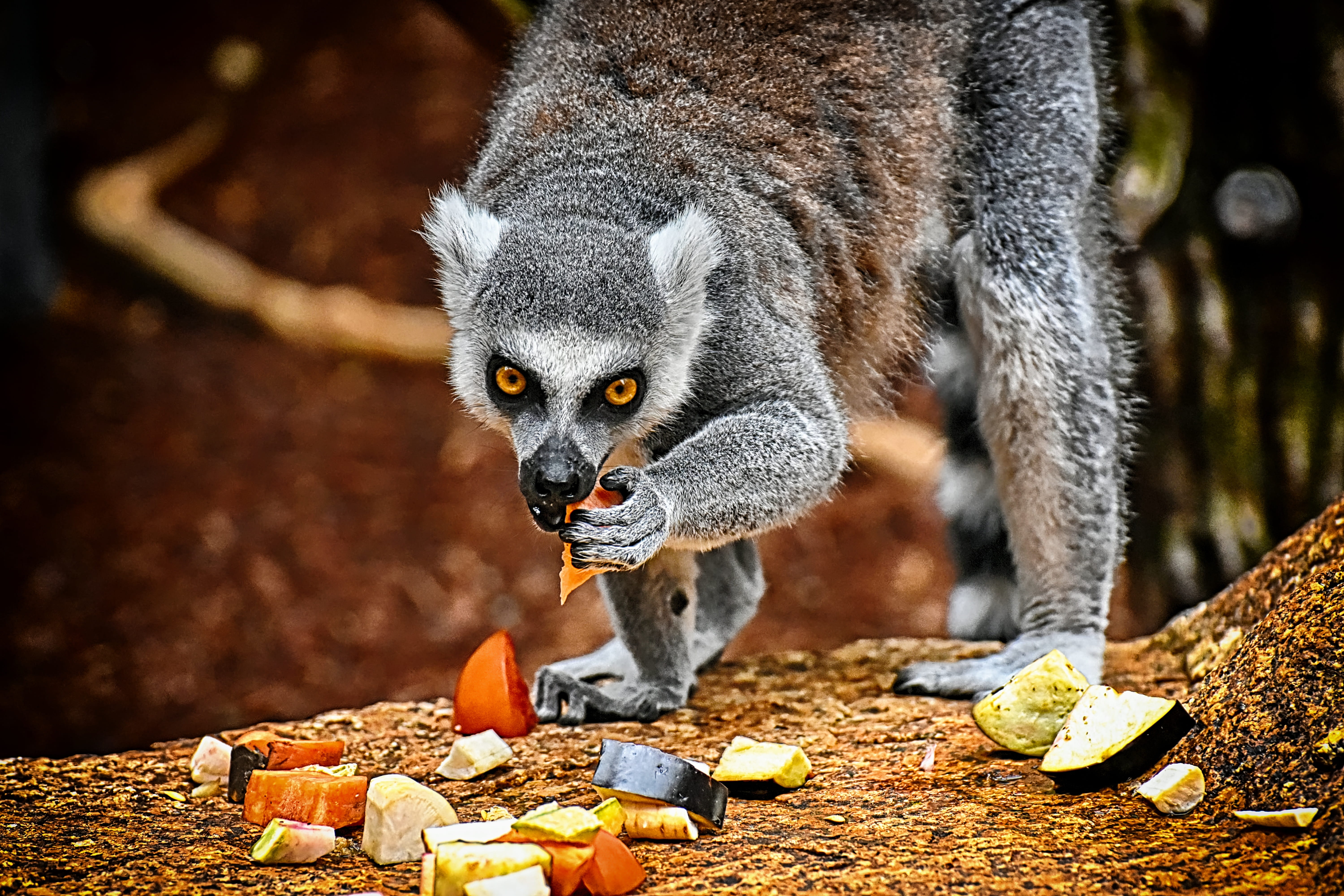 forest, no people, tierpark hellabrunn, day, nature, focus on foreground, healthy eating, one animal, monkey, food, food and drink, animal, lemur, eating, HD Wallpaper
