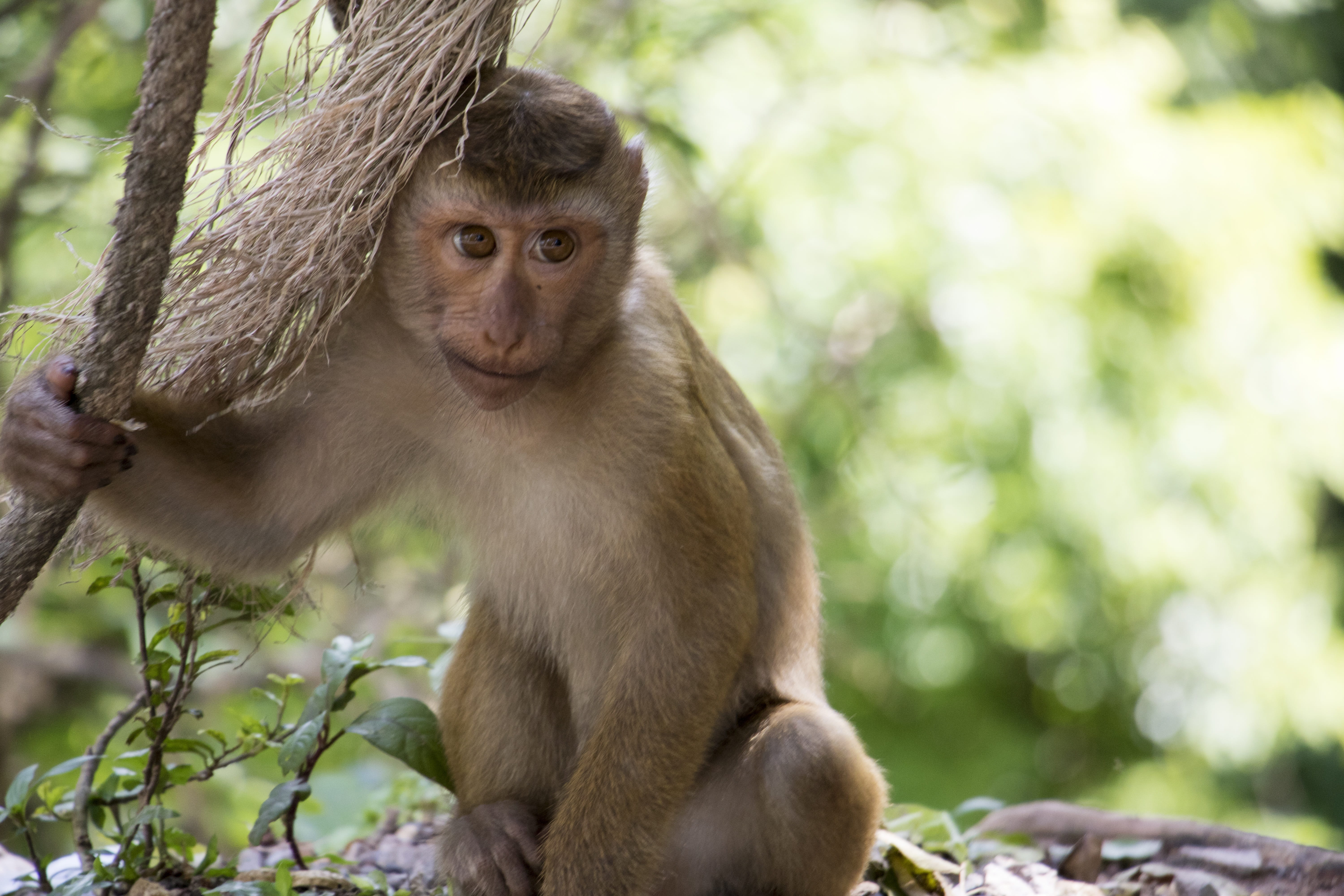 land, outdoors, Monkey, animal wildlife, plant, monkey portrait, tropics, people, animals In The Wild, Asia, Sweet, animal world, nature, animal, Primate, HD Wallpaper