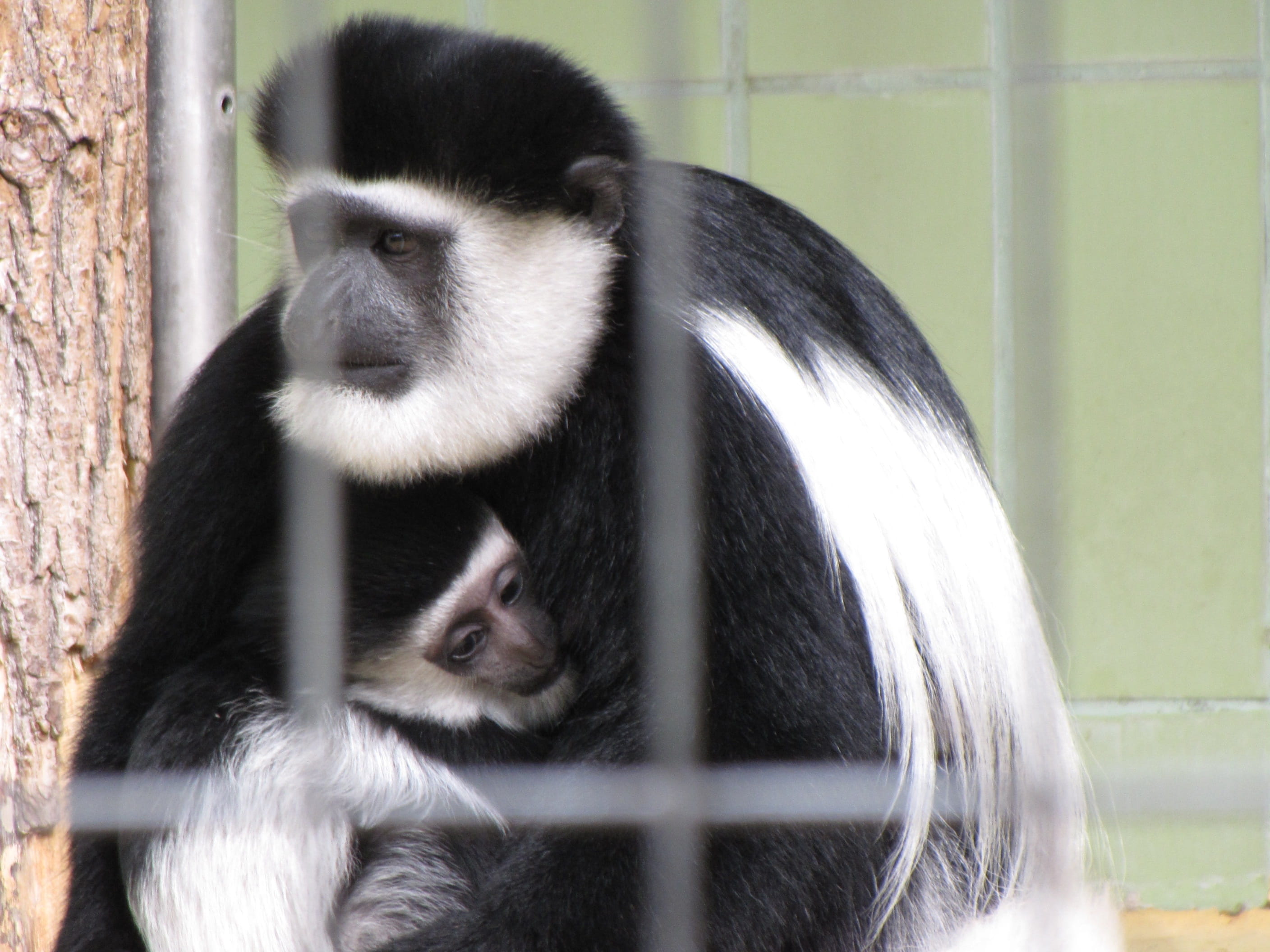 nature, animal, group of animals, young animal, animals in captivity, close-up, day, 2K, two animals, cage, imprisoned, animal family, primate, focus on foreground, HD Wallpaper