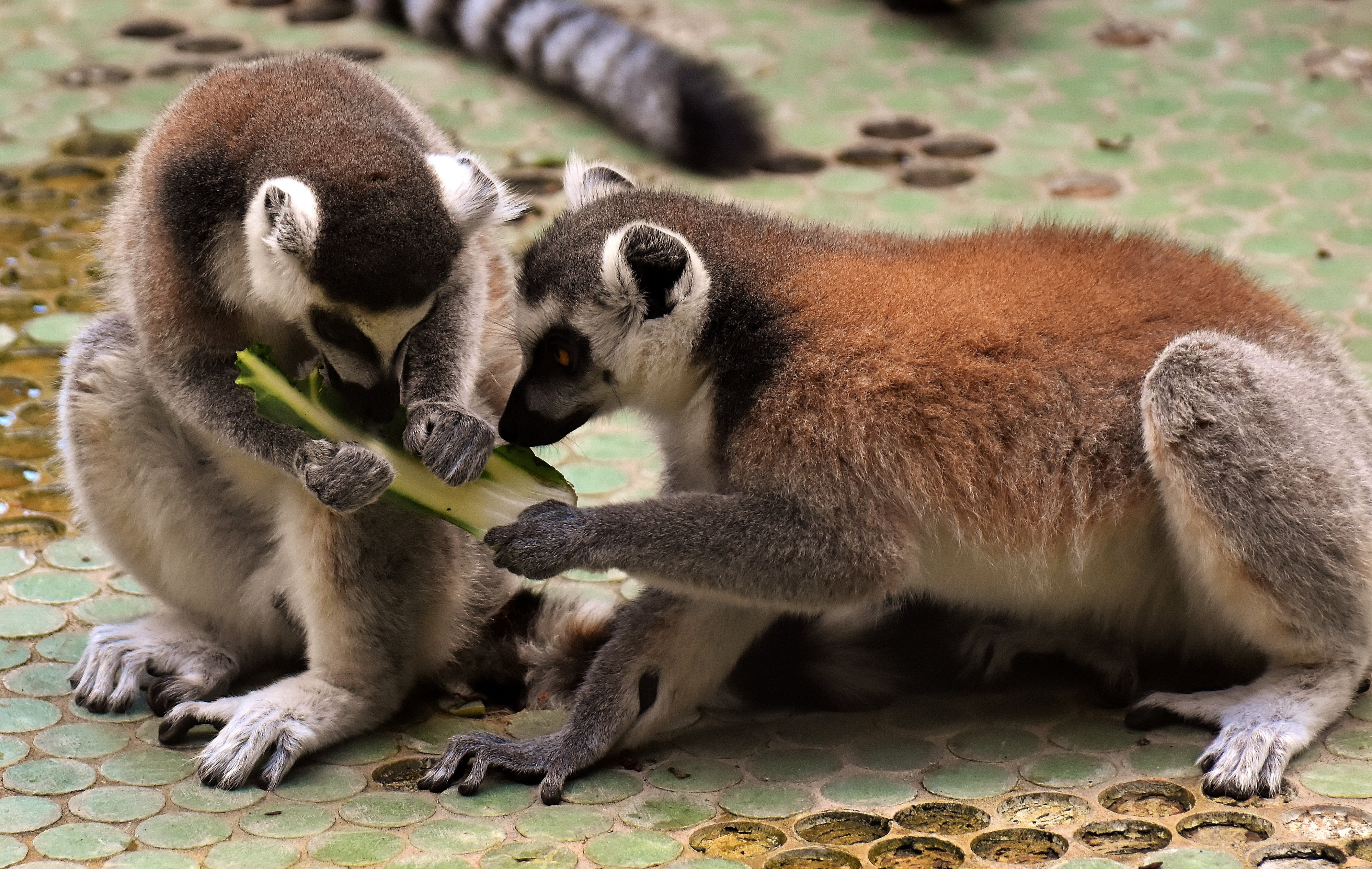 animal, young animal, togetherness, care, äffchen, cute, adult, mammal, day, zoo, animal wildlife, animal world, group of animals, monkey, close-up, tierpark hellabrunn, HD Wallpaper