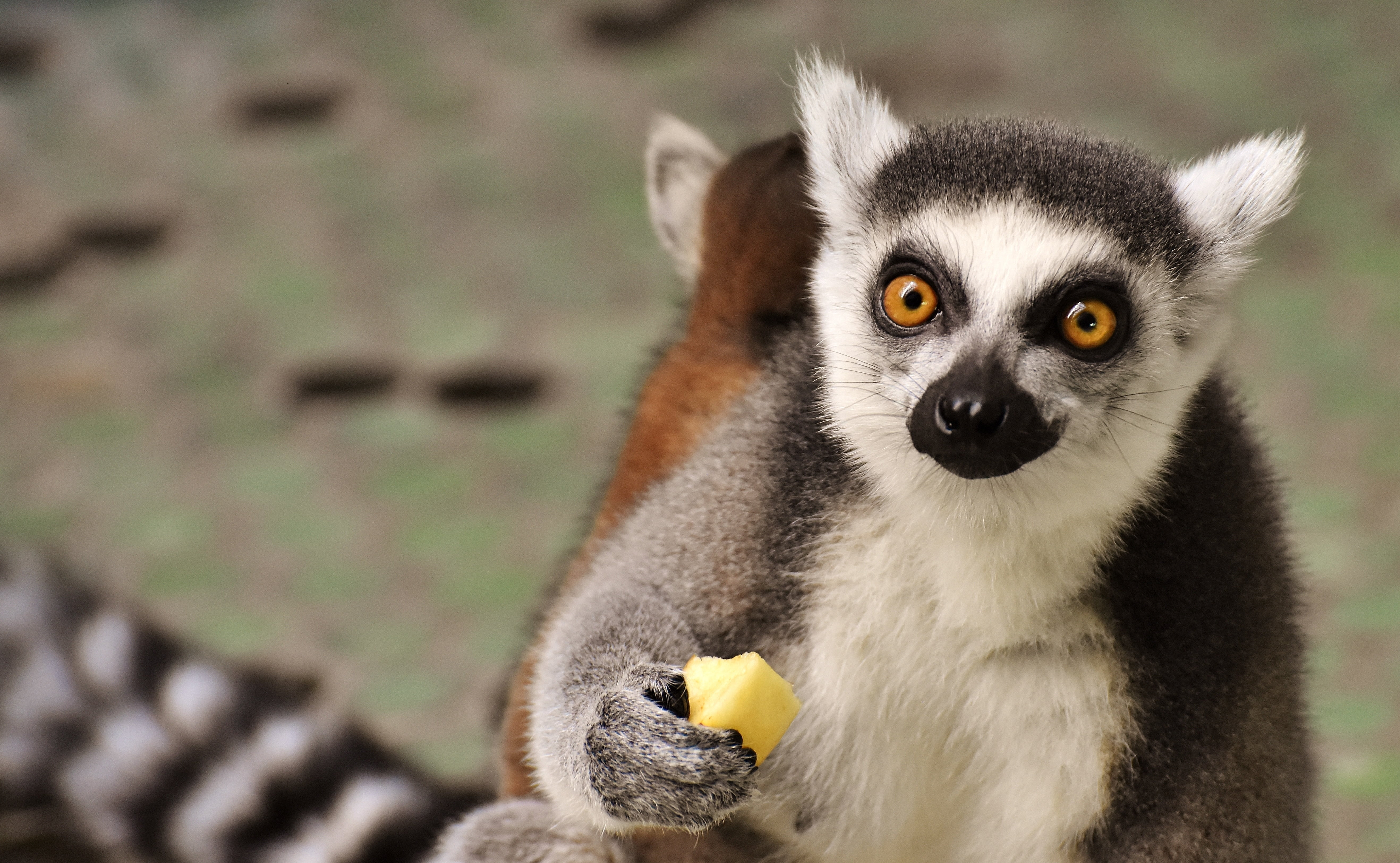 monkey, portrait, day, mammal, yellow eyes, animal eye, close-up, tierpark hellabrunn, animal themes, nature, no people, looking, eat, one animal, focus on foreground, HD Wallpaper