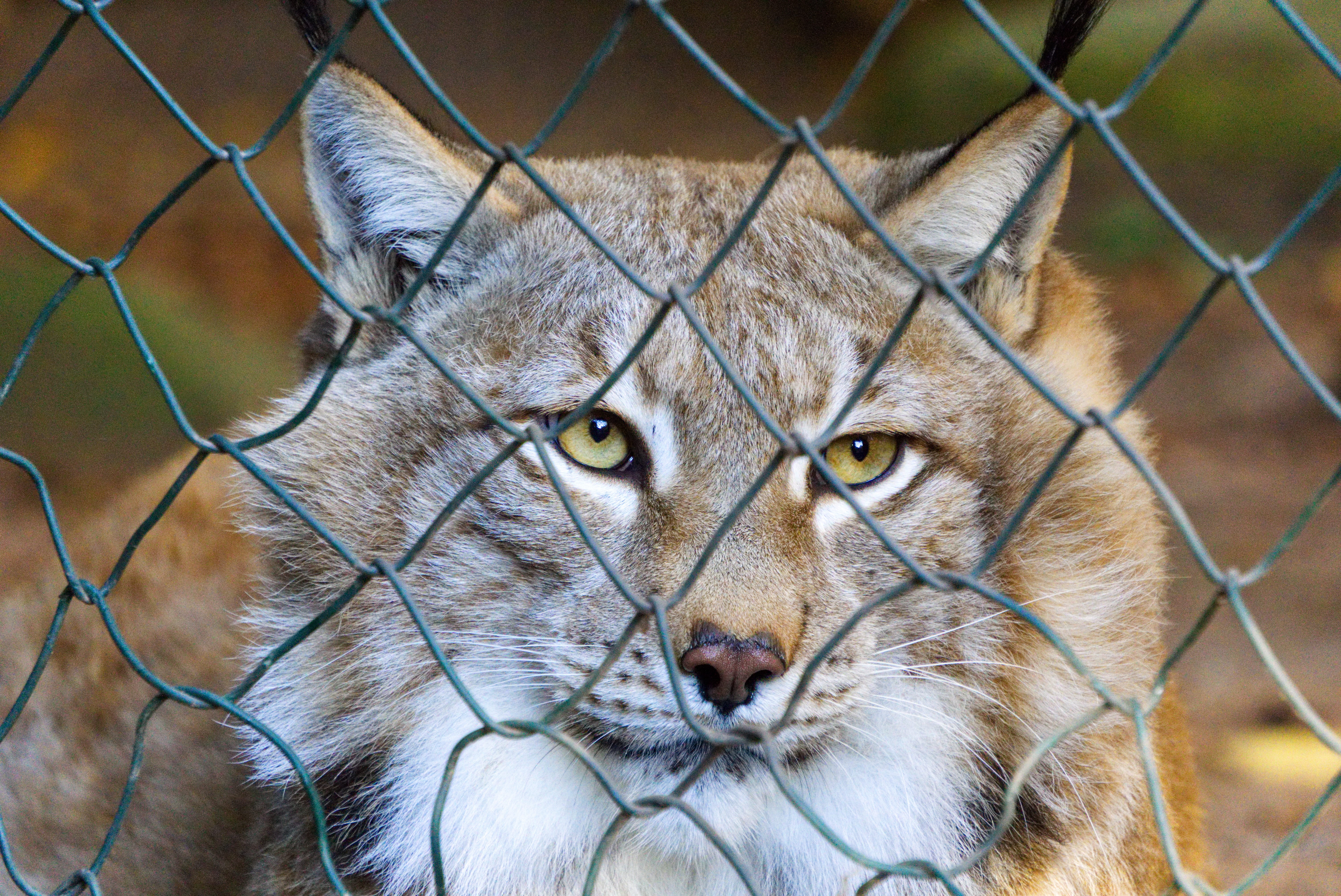 sad, predator, animals in captivity, animals in the wild, animal, fence, wire, animal head, mourning, caught, no people, day, close-up, mammal, nose, security, HD Wallpaper