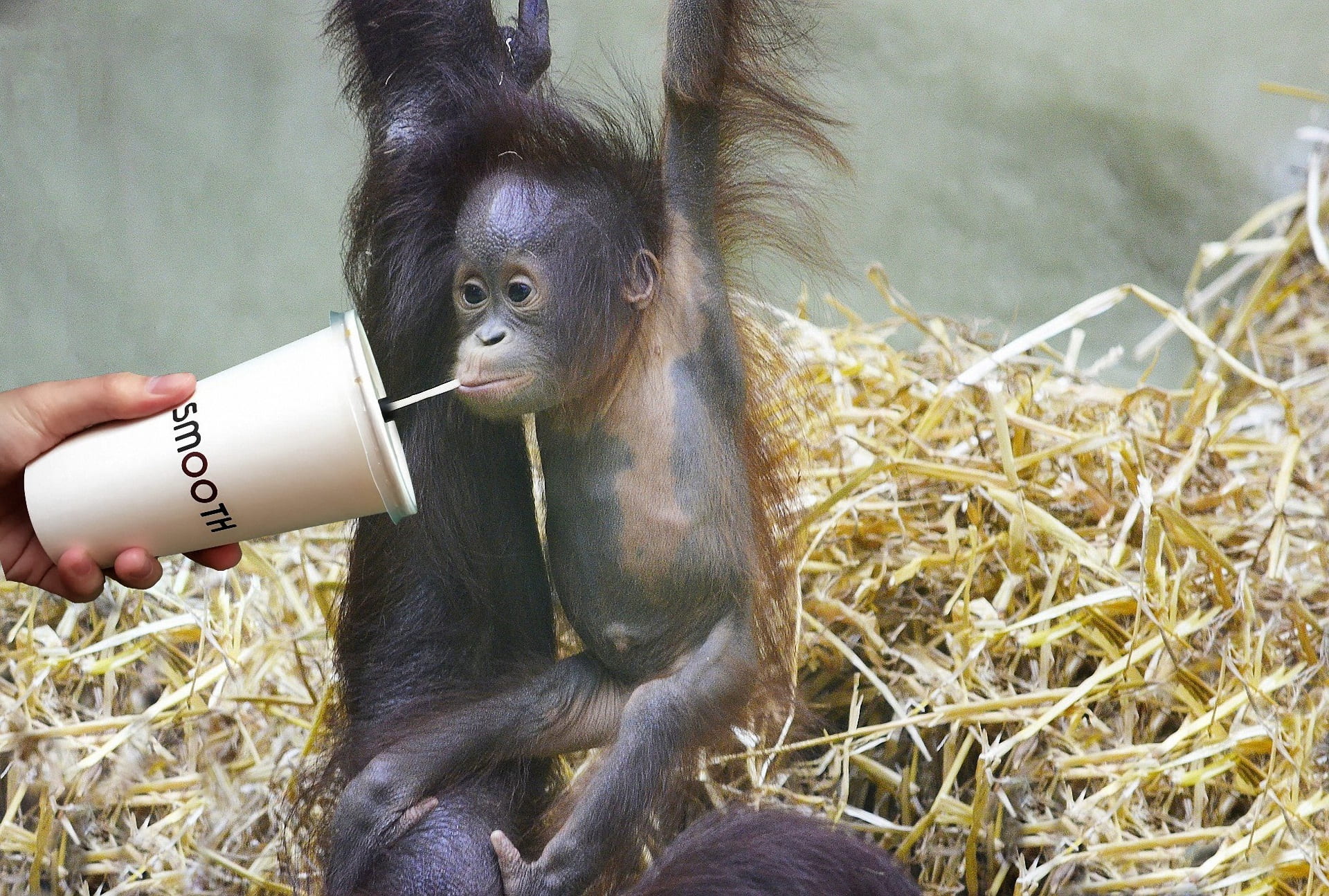 feeding, 1080P, cute, zoo, animal wildlife, sweet, environment, eating, ape, human body part, one animal, young animal, human hand, mammal, monkey, animal, HD Wallpaper