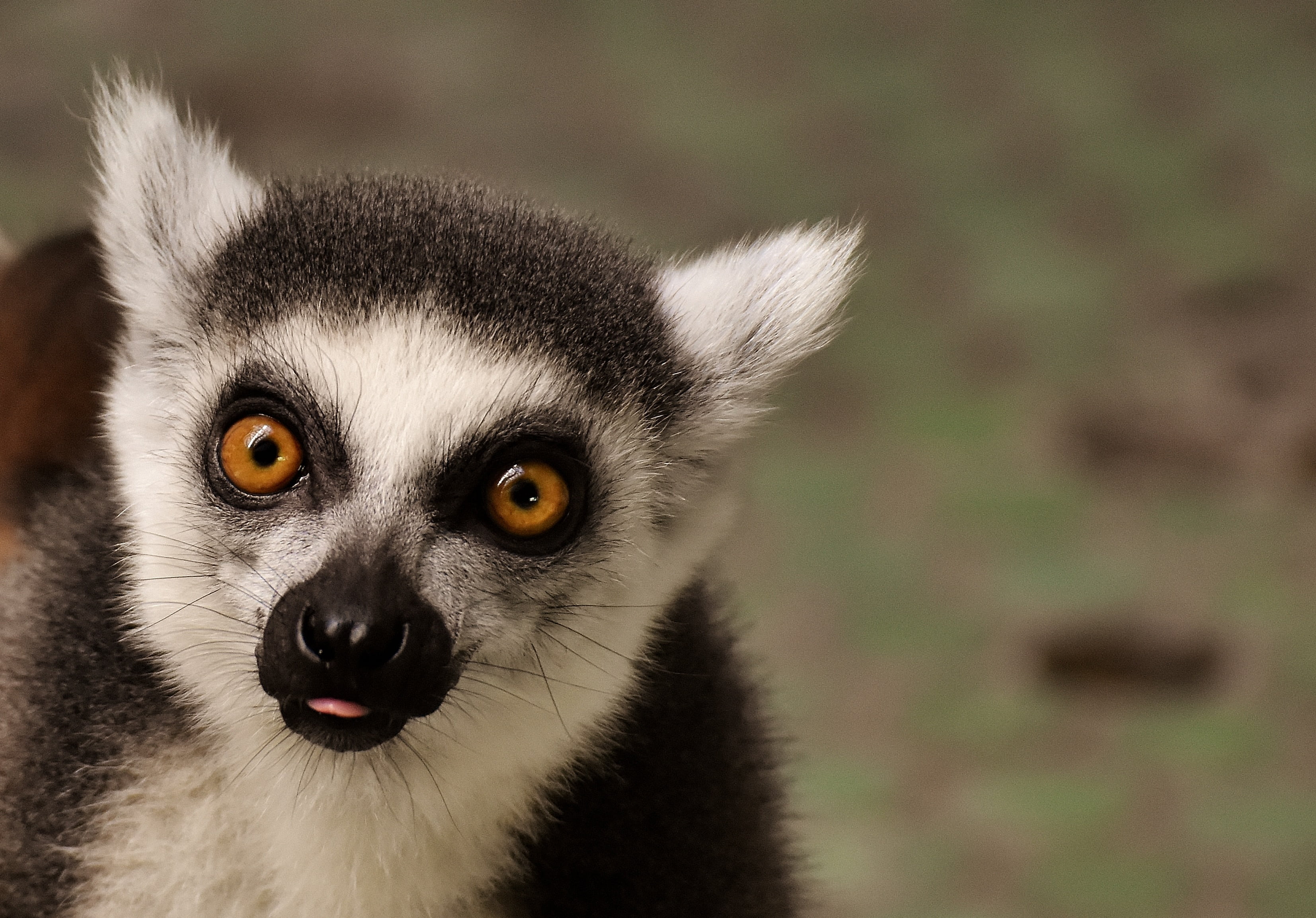 animal themes, 2K, photo, mammal, animal world, munich, nature, zoo, looking, closeup, animal, no people, eat, one animal, black, focus on foreground, HD Wallpaper