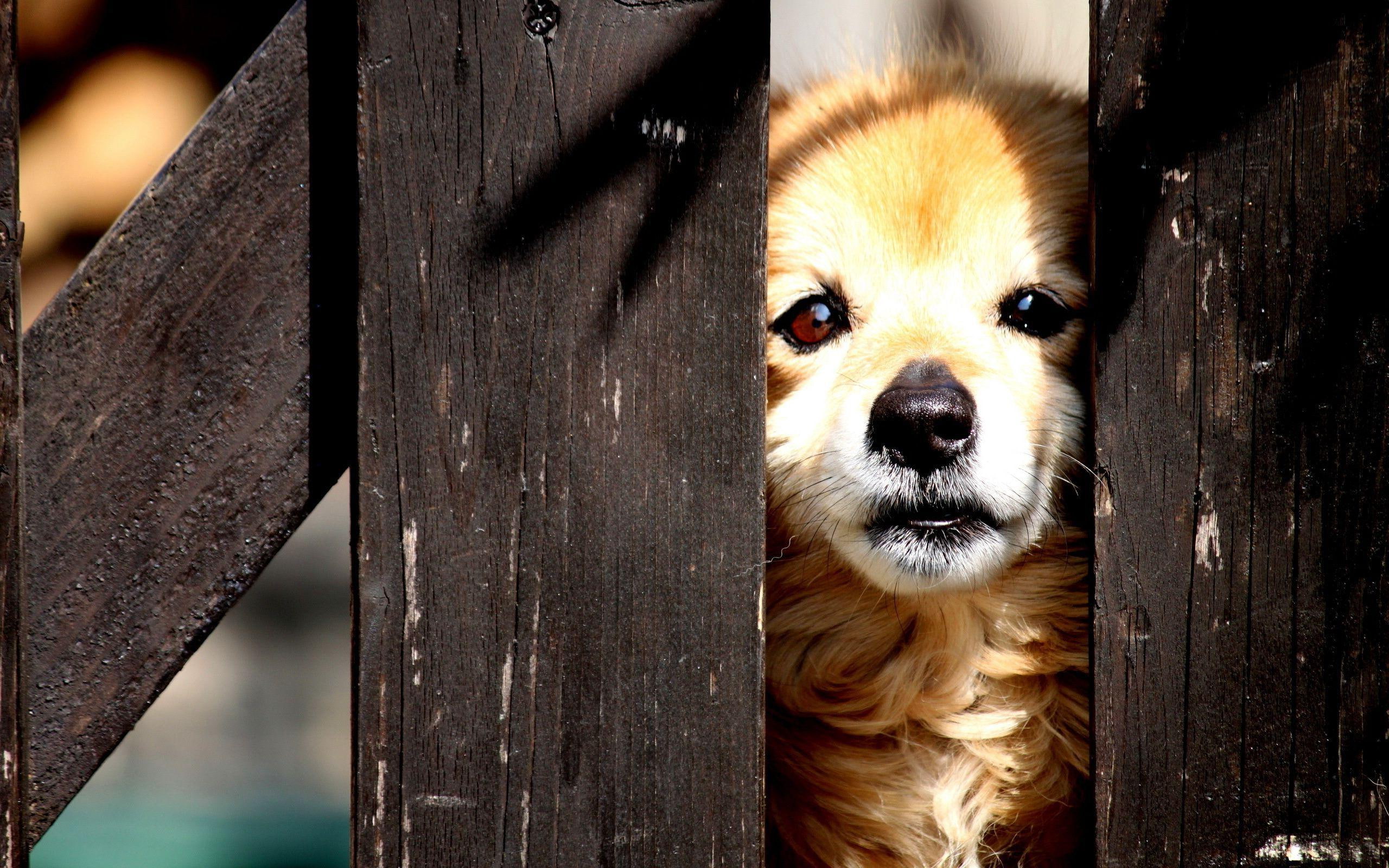 coated, brown, long, puppy, behind, sad, 2K, 2560x1600, dog, animals, white, fence, HD Wallpaper