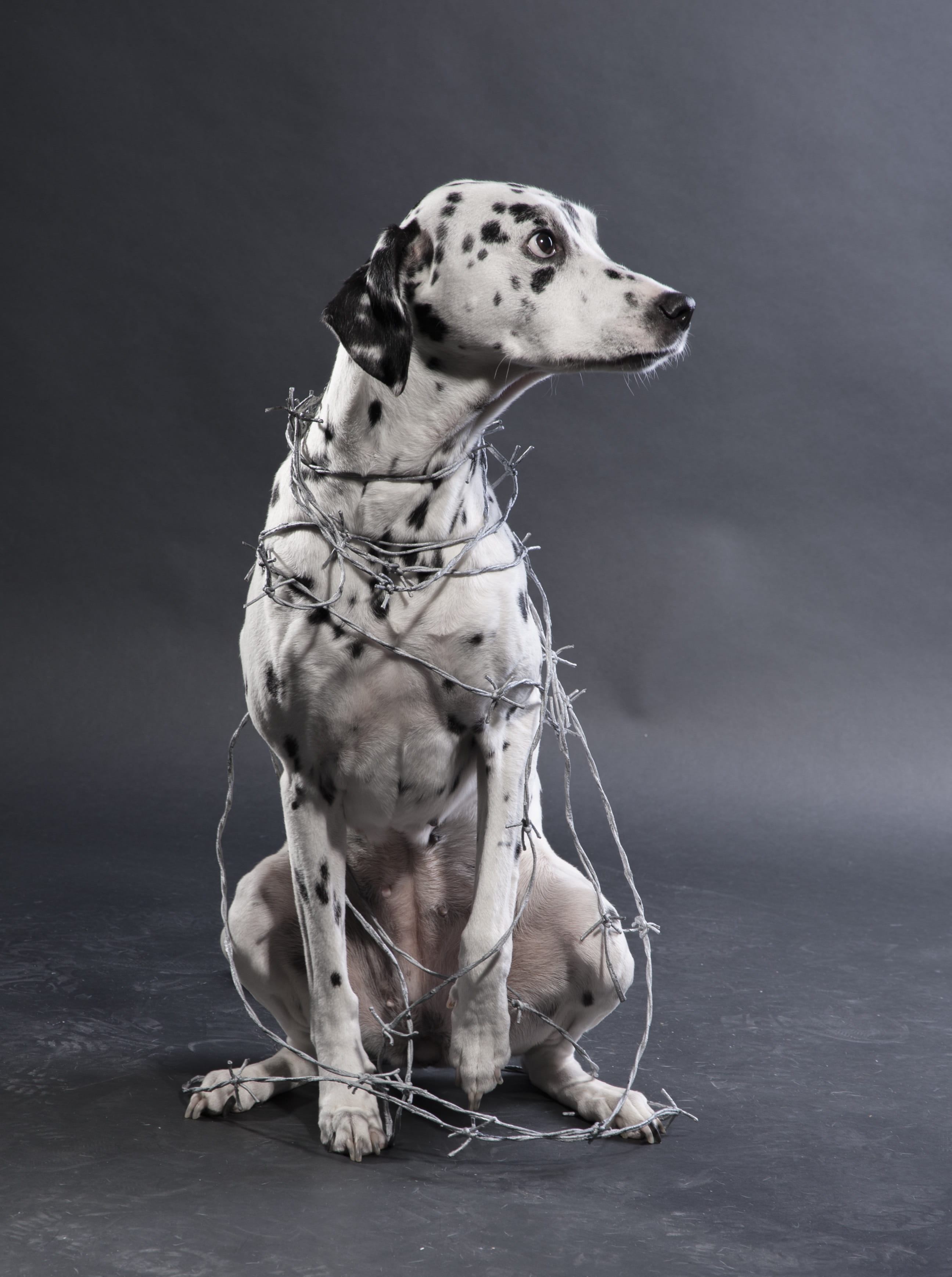 dog, animal, sitting, arm, surface, creature, indoors, pets, black and white, barbed wire, 2K, dalmatian dog, black, abuse, dalmatian, wires, full length, Phone HD Wallpaper