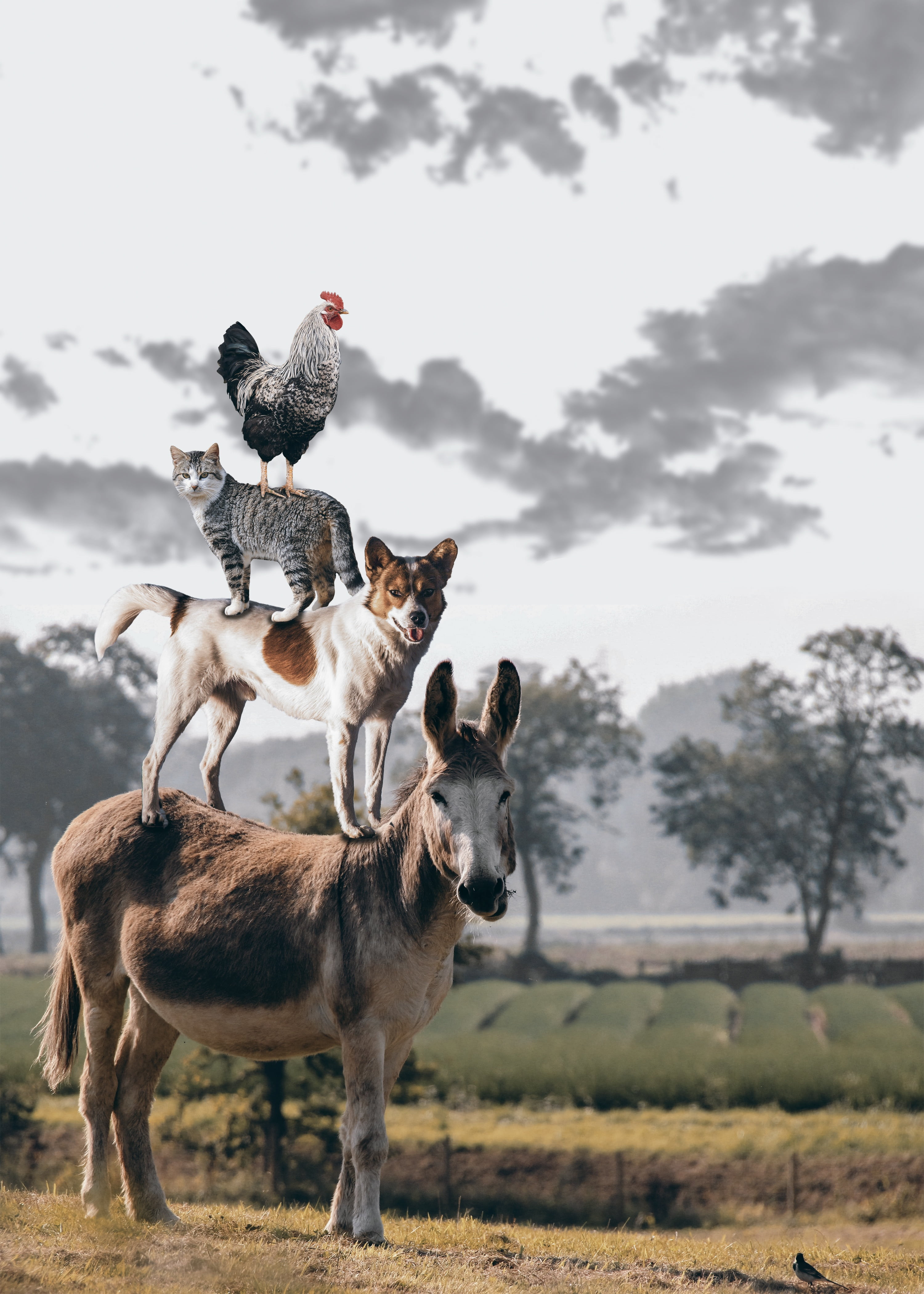 herbivorous, bremen town musicians, group of animals, animals, focus on foreground, animal family, rural scene, livestock, town musicians, white, bremen, Phone HD Wallpaper
