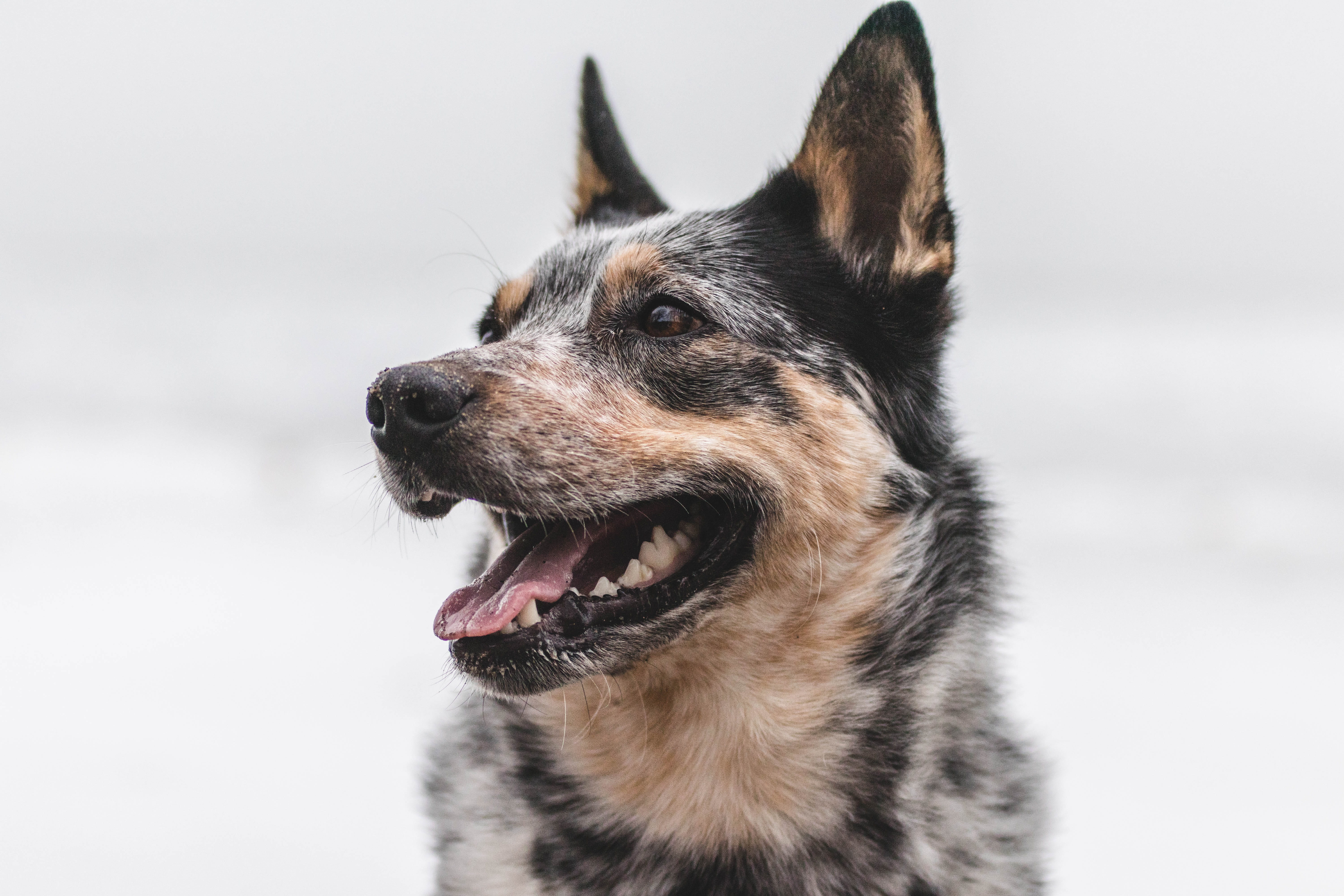 mammal, focus on foreground, domestic, puppy, mouth, winter, animal mouth, animal, outdoors, one animal, heeler, ear, 5K, panting, australian, doggo, animal body part, HD Wallpaper