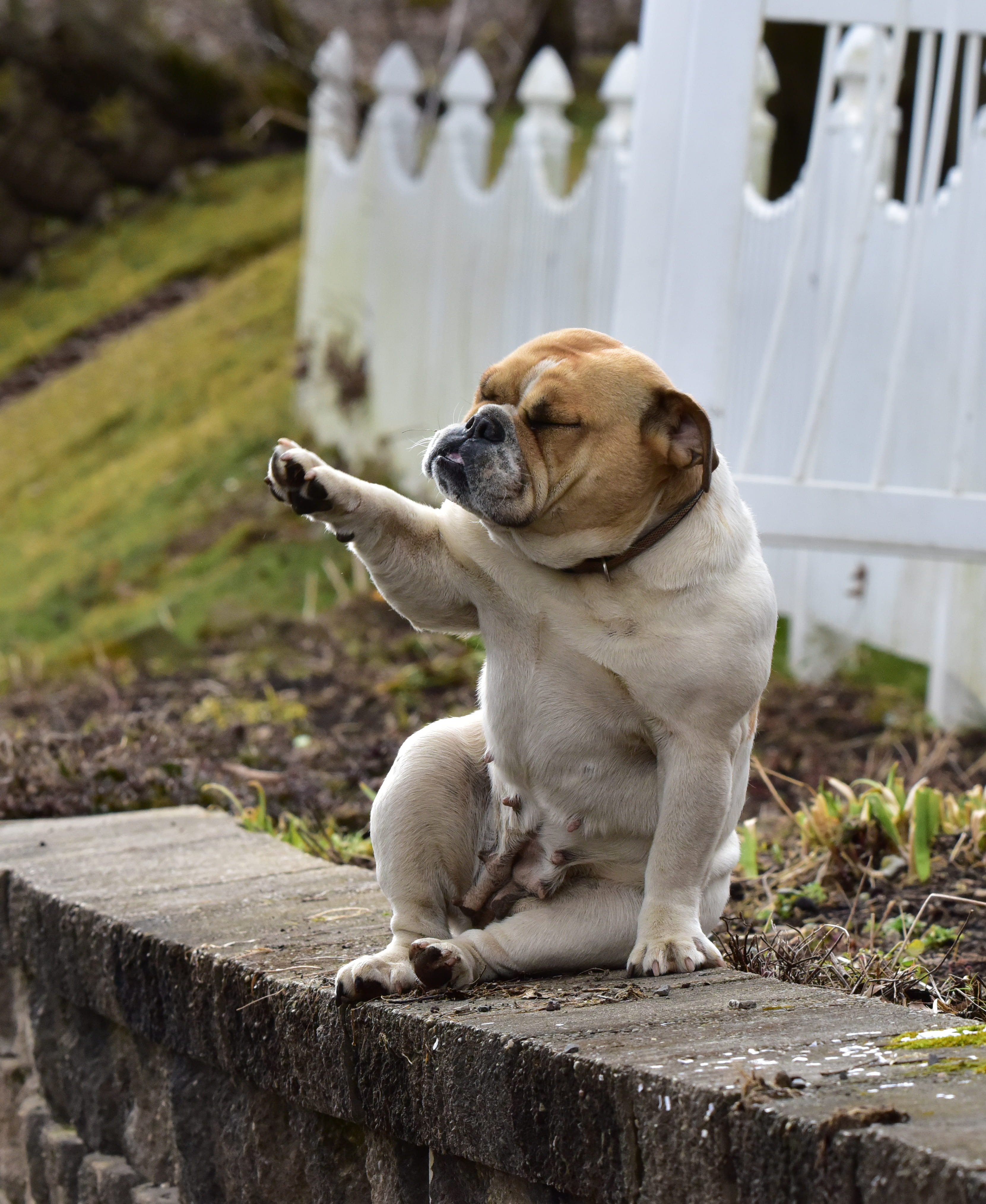 full length, mammal, puppy, day, looking away, fence, pets, canine, potted plant, outdoors, boxer, jar, sitting, domestic, 4K, flower, near, geranium, Phone HD Wallpaper