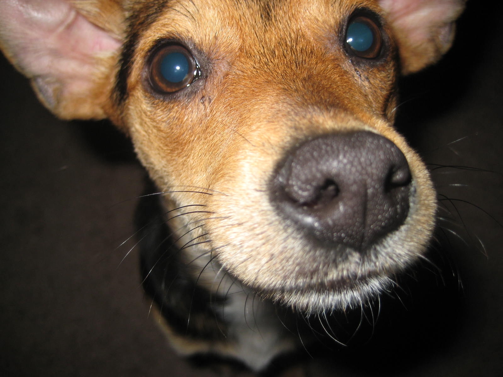 beagle, cute, 720P, animals, puppy eyes, tan, begging, mix, puppy, hd, cinnamon, beg, dog, eyes, terrier, beauceron, black, HD Wallpaper