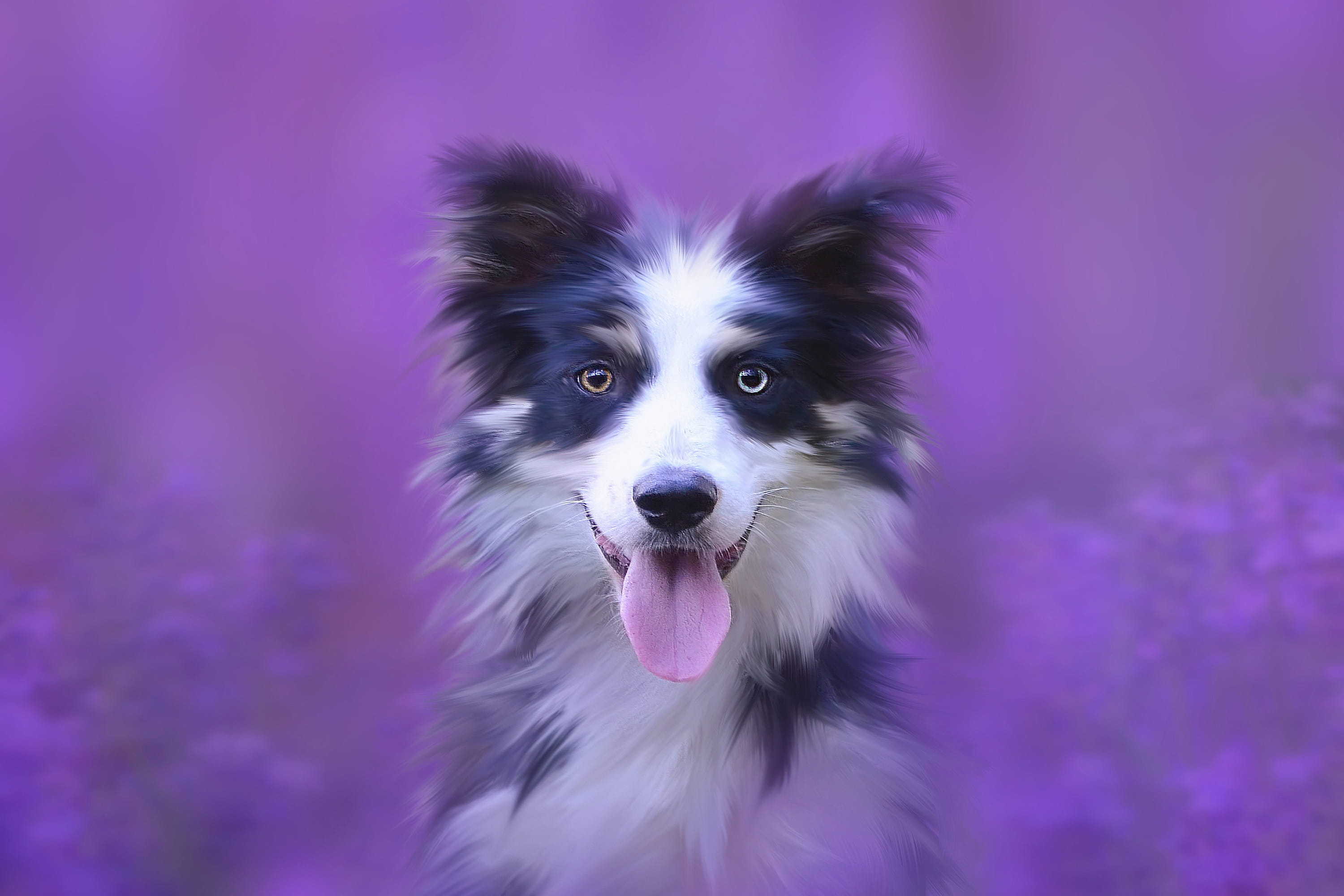 pet, dreamy, collie, fur, pets, focus on foreground, animal tongue, animal head, border collie, mammal, animal body part, looking at camera, cute, animal themes, HD Wallpaper