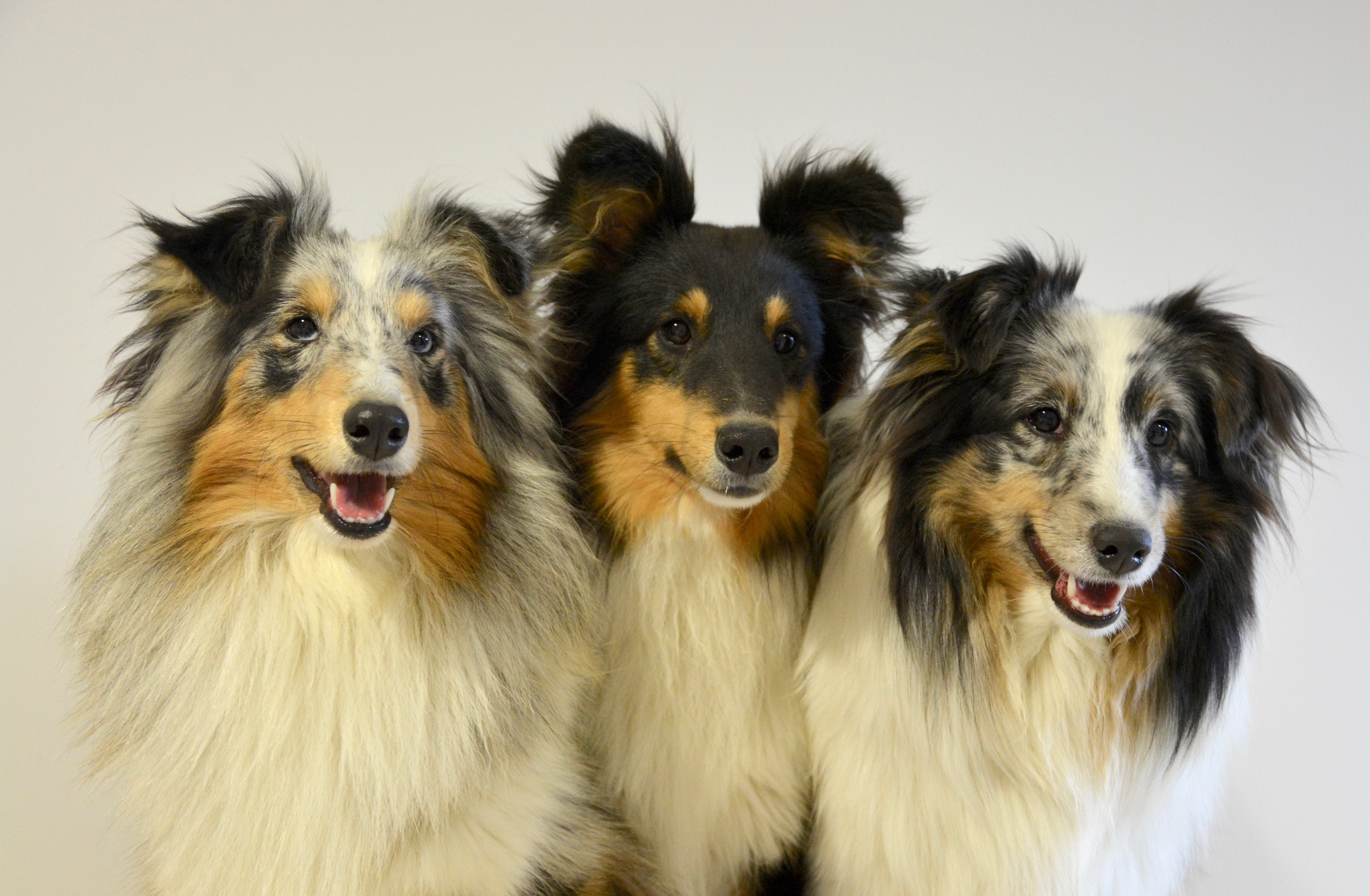 white, two animals, 5K, dog, aggression, three, collie - shetland, dogs, animal hair, islands of scotland, domestic animal, close-up, white background, HD Wallpaper
