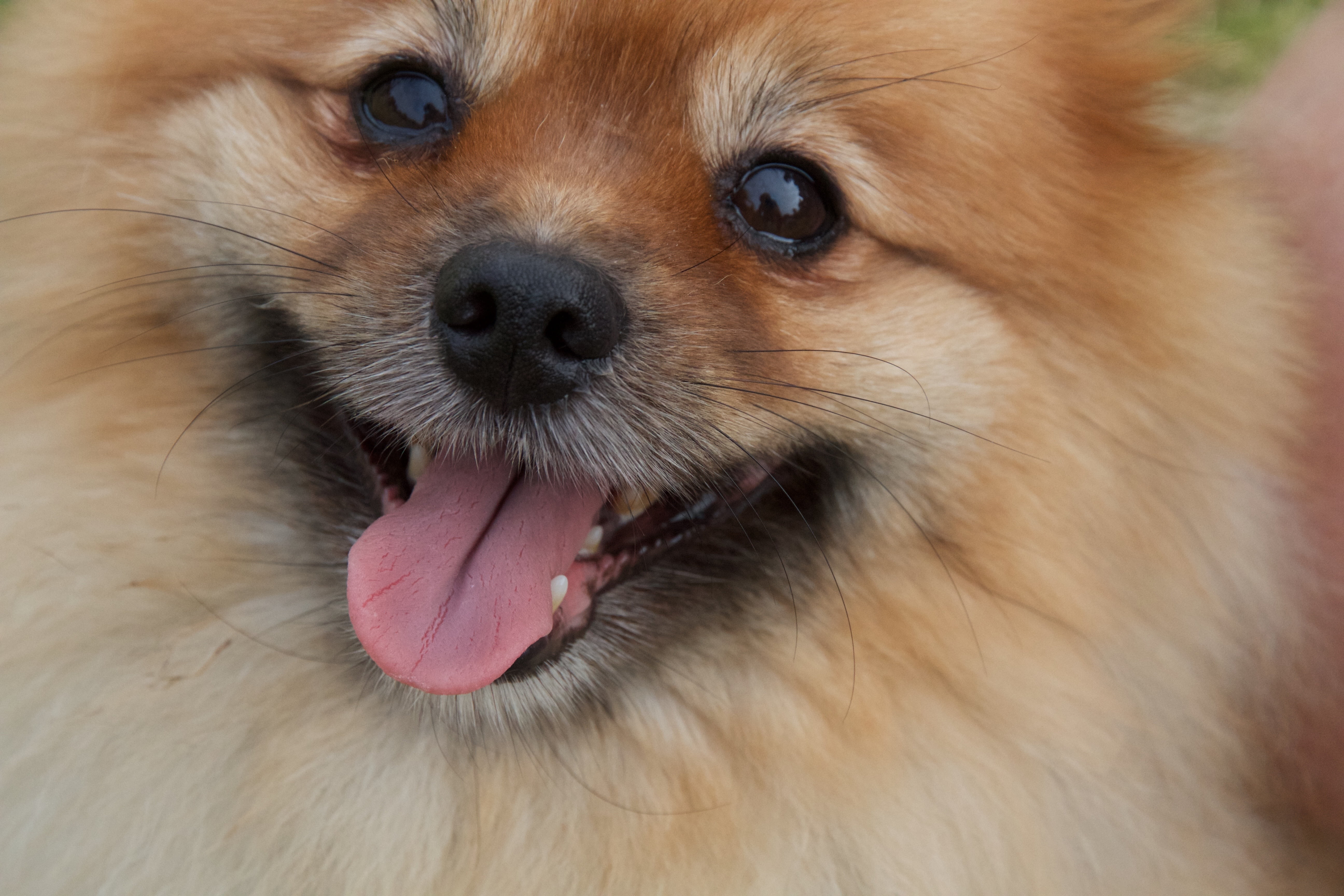 pomeranian, animal tongue, snout, smile, whisker, animal, brown, white, mouth open, mammal, pets, short, pet, cute, tongue, lap dog, cute dog, small, animal mouth, HD Wallpaper