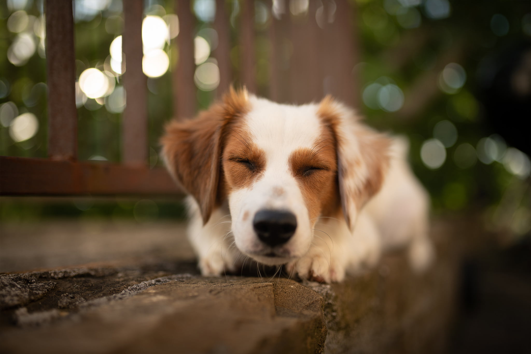 day, animal, canine, domestic animals, nature, pets, no people, grid, animal head, dog, domestic, outdoors, close-up, depth of field, portrait, pet, one animal, HD Wallpaper