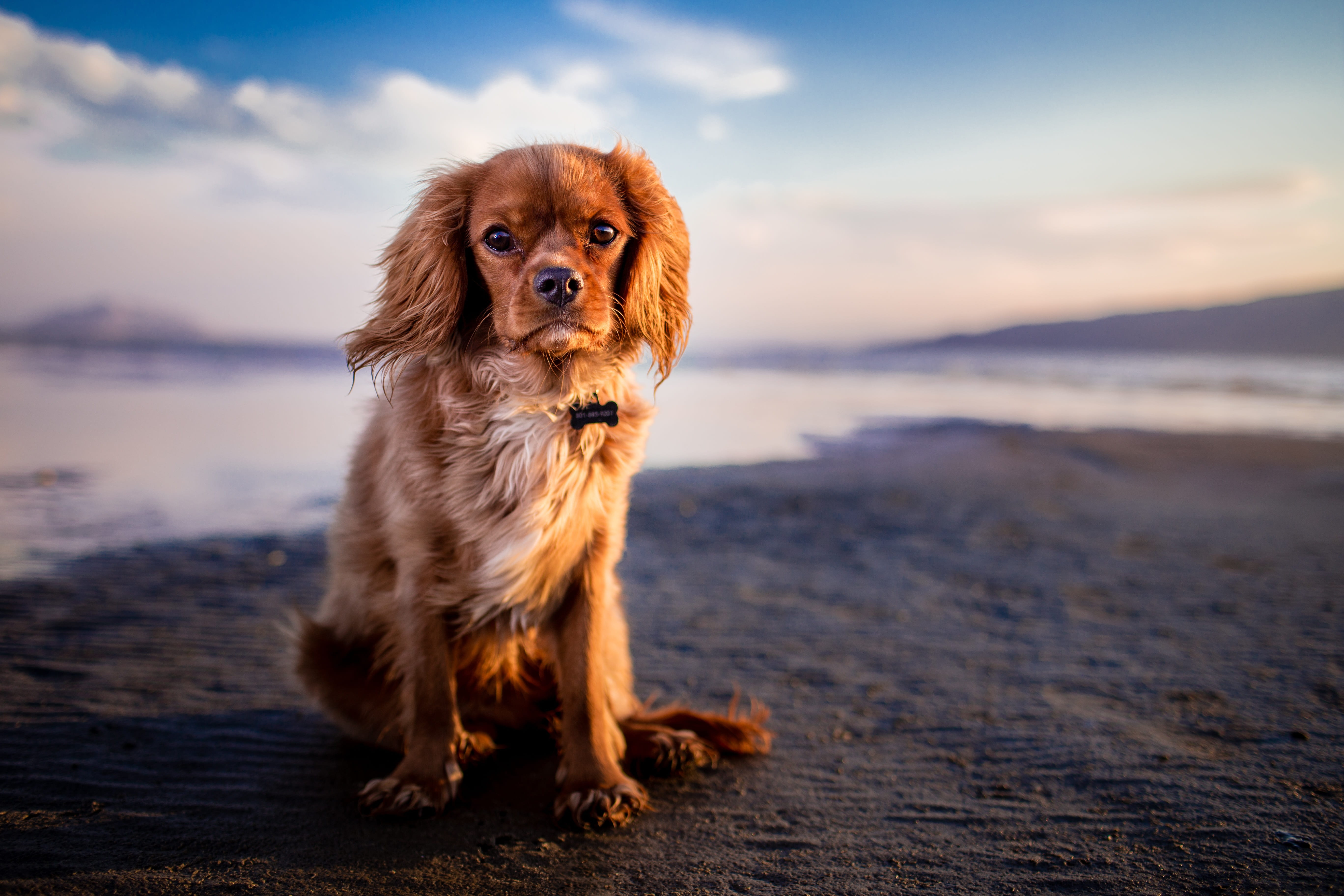 colored, nature, mammal, adorable, charles, small, full length, beach, one animal, adult, sand, sitting, pet, water, dog, animal, sky, land, cute, spaniel, HD Wallpaper