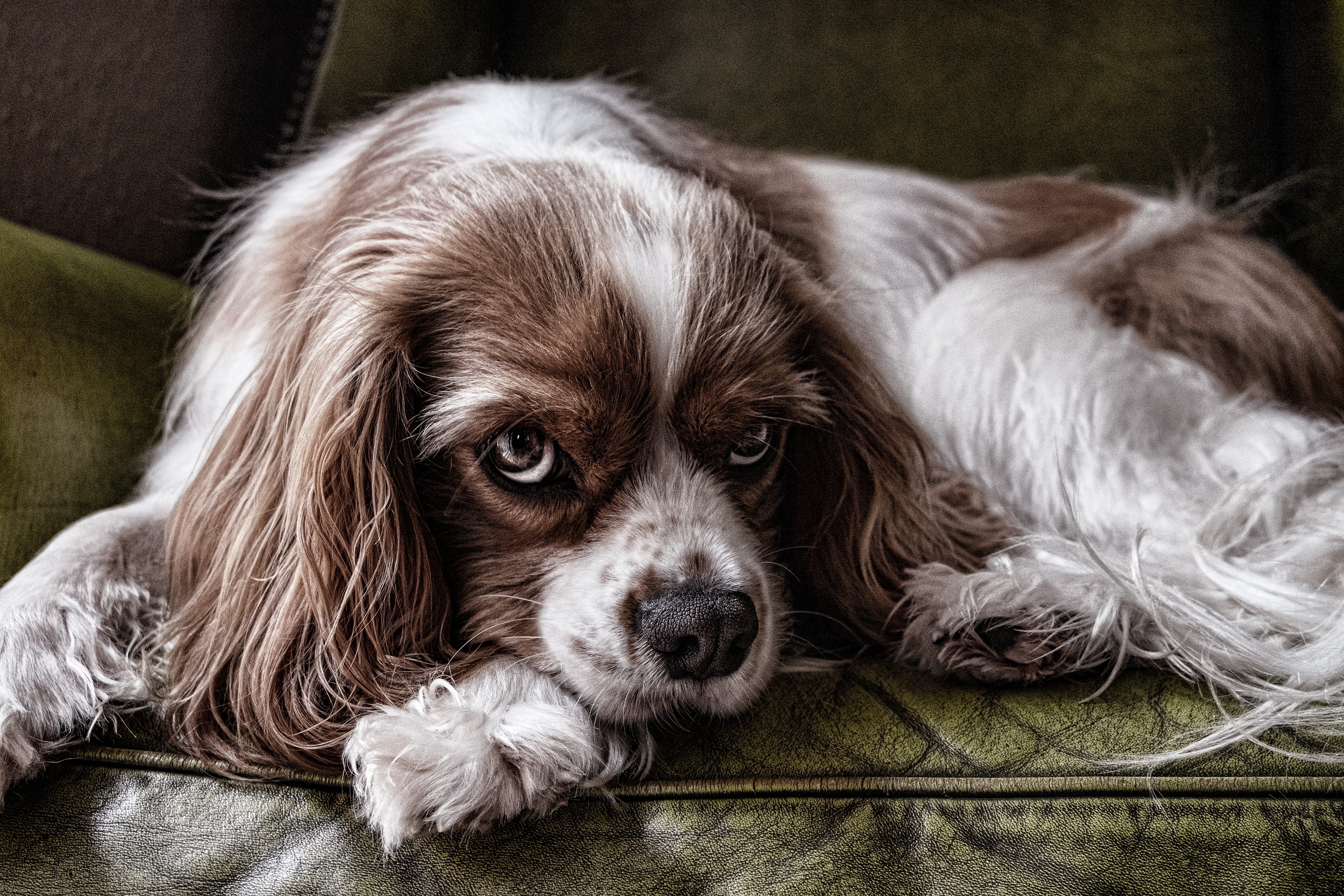 moody, domestic animals, lying, doggy, relaxation, leather, adult, armchair, cavalier king charles spaniel, domestic, pet, friend, charles, cavalier, face, HD Wallpaper