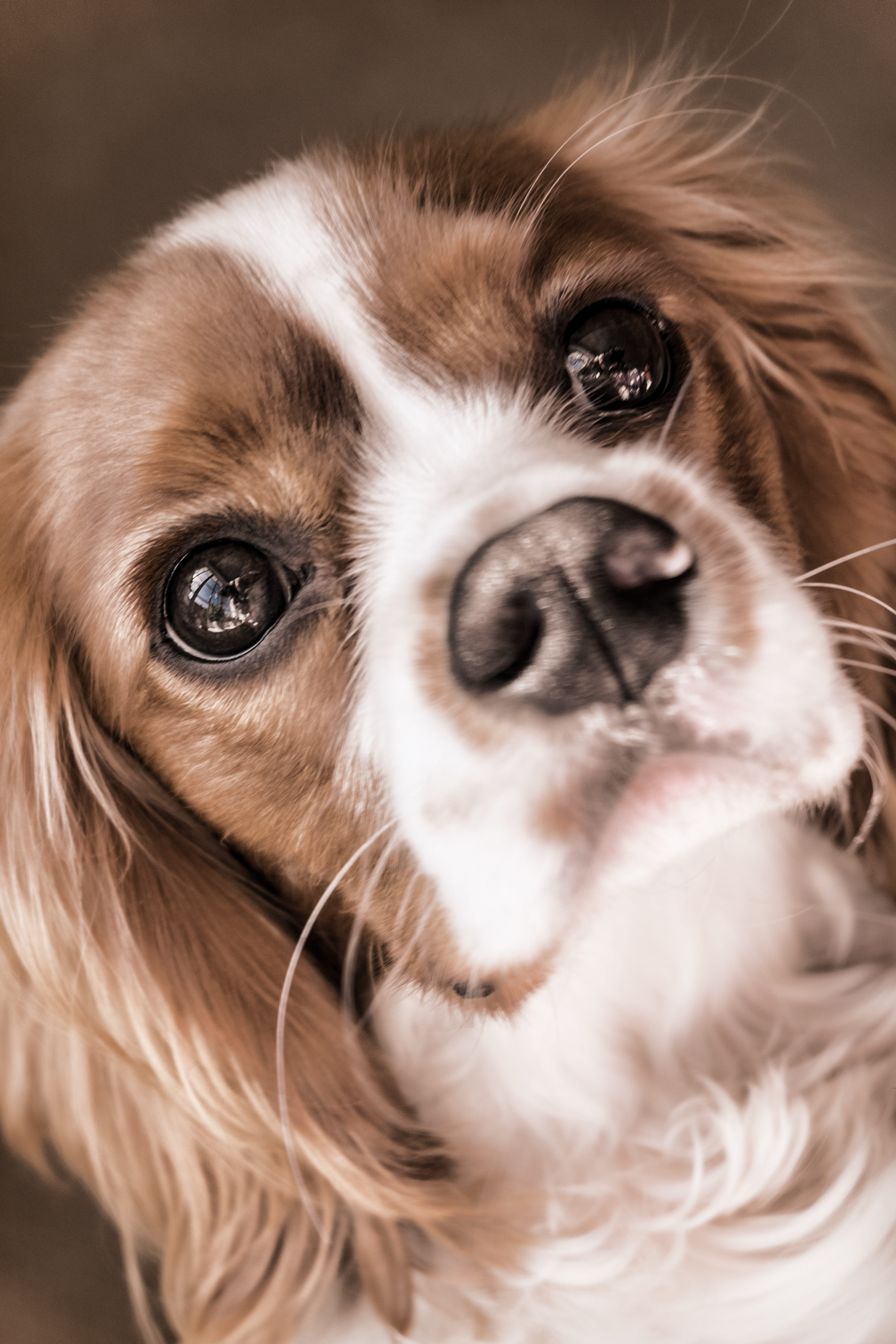 cute, pets, photography, blenheim, pedigree, close-up, purebred, bright, red, young, cavalier, 4K, brown, charles, hair, whisker, domestic, adorable, one animal, Phone HD Wallpaper