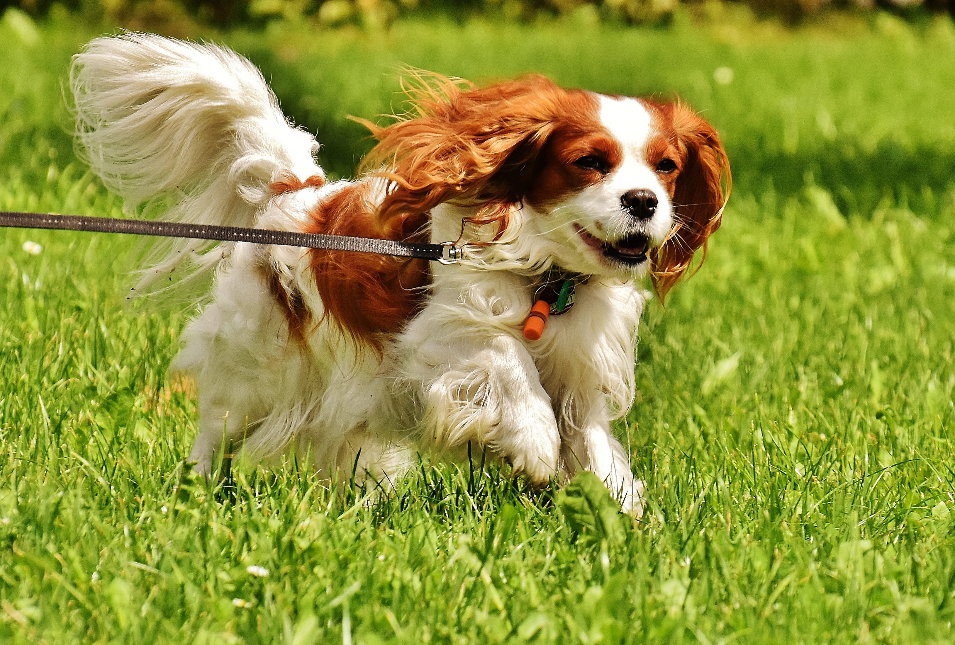pet, brown, fur, one animal, running, purebred dog, small, canine, selective, pets, day, cute, spaniel, plant, domestic animals, photography, mammal, leash, HD Wallpaper
