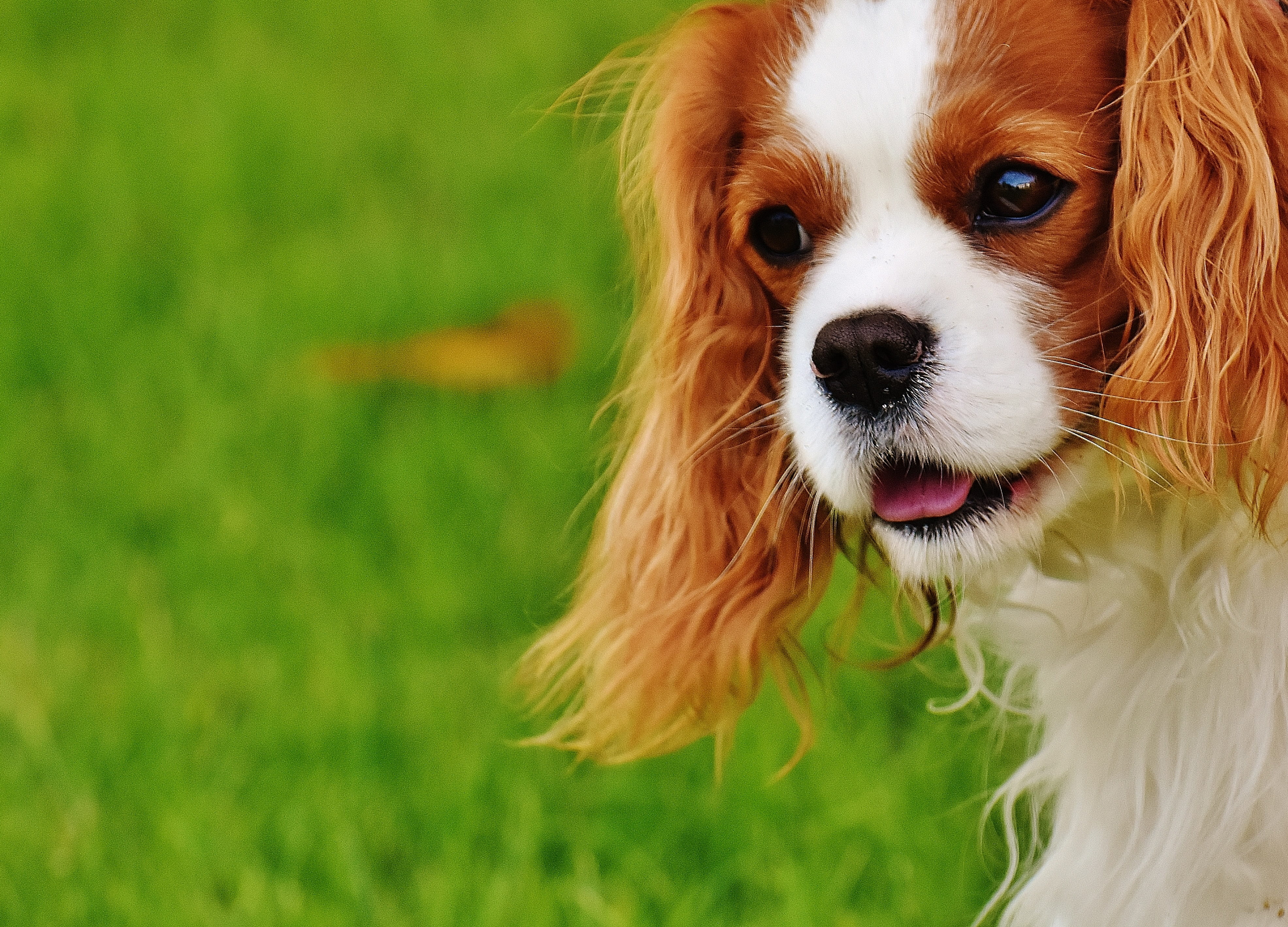 charles, domestic, focus, canine, day, pet, lap dog, pets, cavalier, no people, small, white, purebred dog, grass, domestic animals, daytime, adult, cute, HD Wallpaper