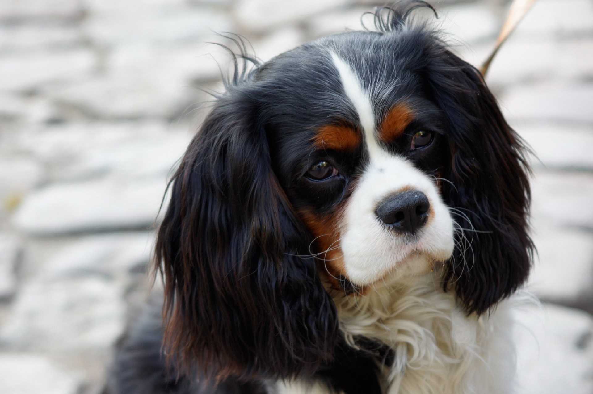 looking, cavalier King Charles Spaniel, focus, canine, photography, snout, small, face, king charles, sitting, close-up, animal eye, animal body part, pets, HD Wallpaper