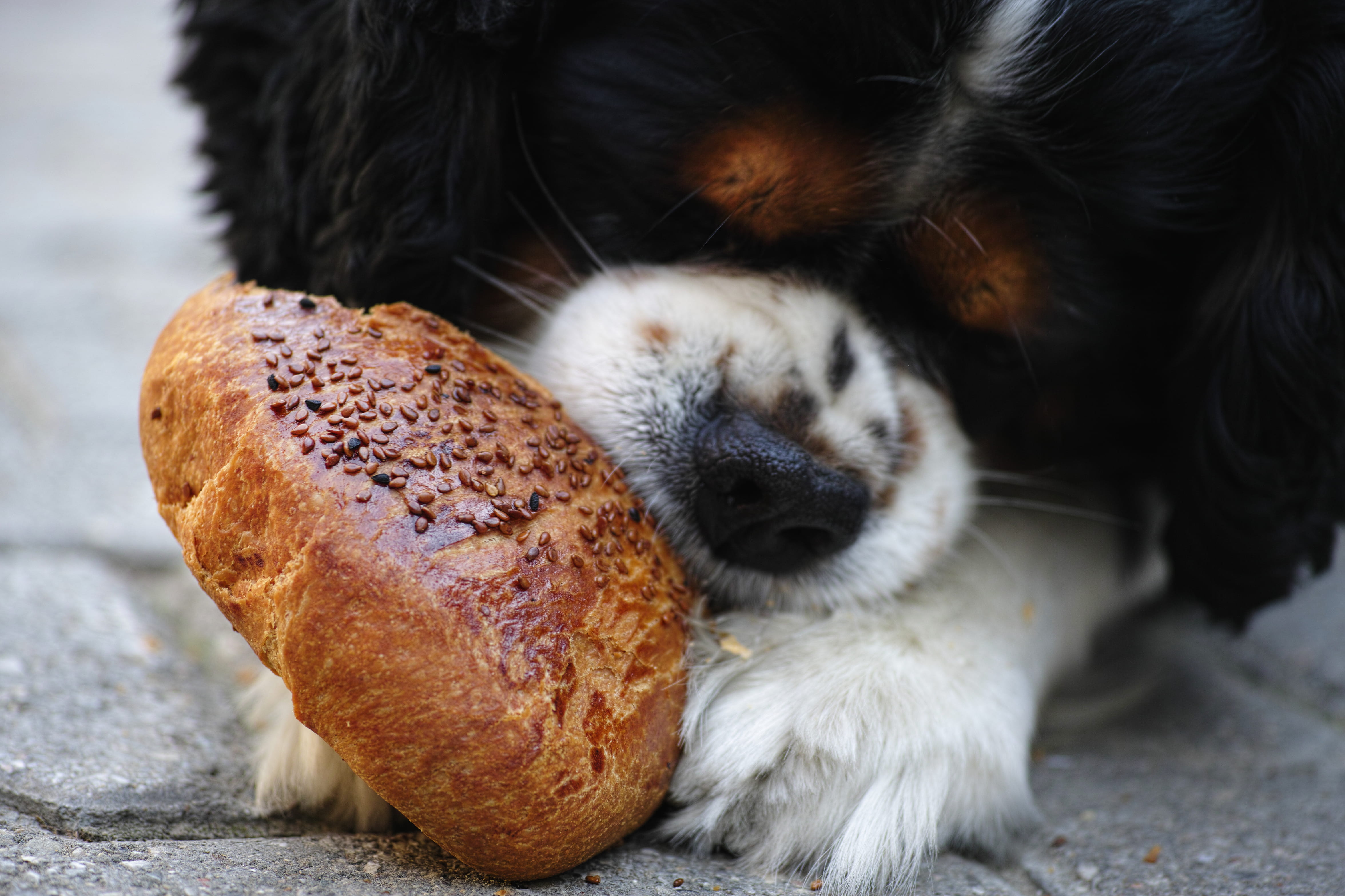 no people, eyes, sleeping, cavalier, pet, one animal, pavement, close-up, little, food, 4K, animal body part, relaxation, street, mammal, lying down, vertebrate, HD Wallpaper