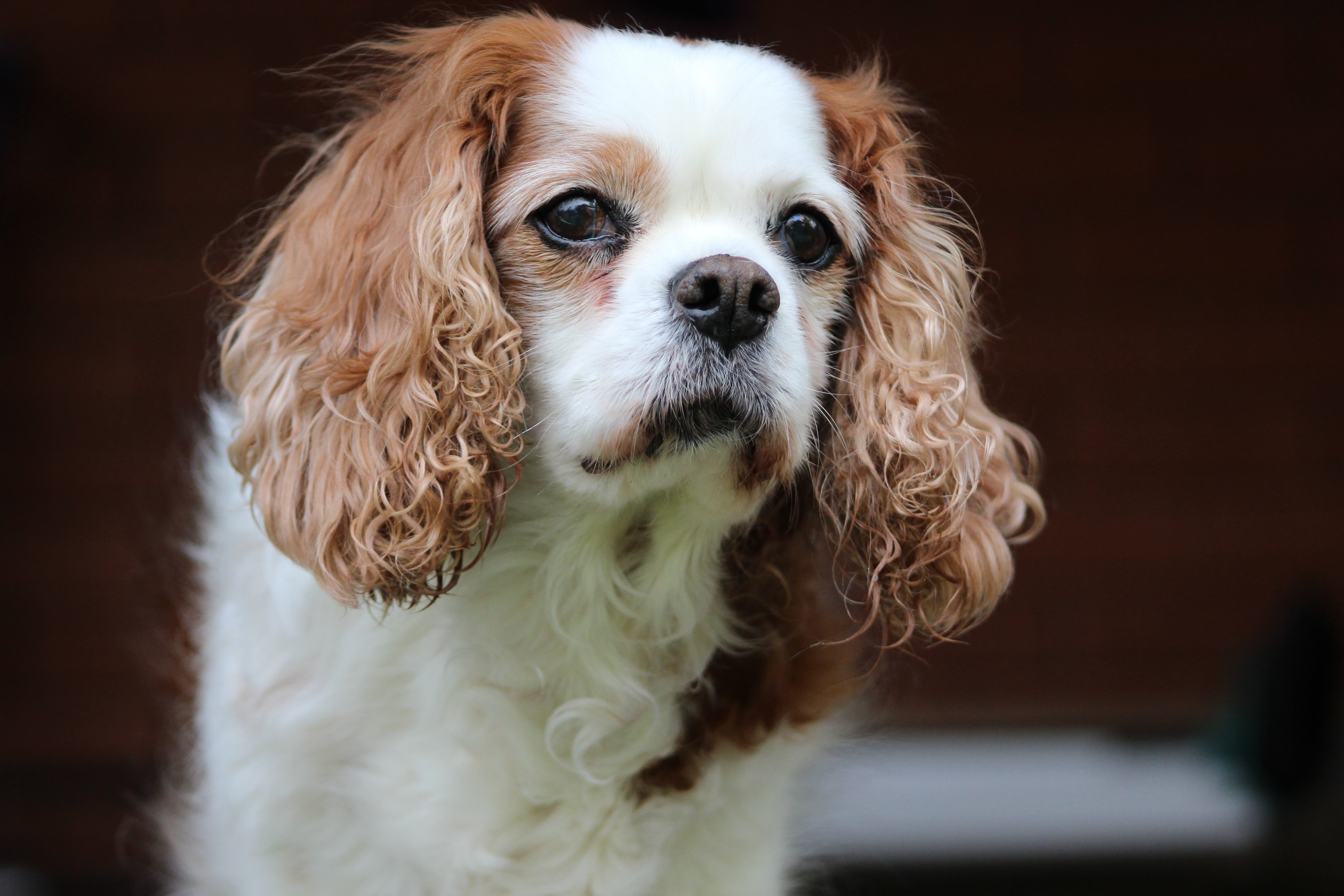 spaniel, brown, breed, adult, focus on foreground, canine, no people, domestic, small, portrait, domestic animals, indoors, animal head, vertebrate, pets, HD Wallpaper