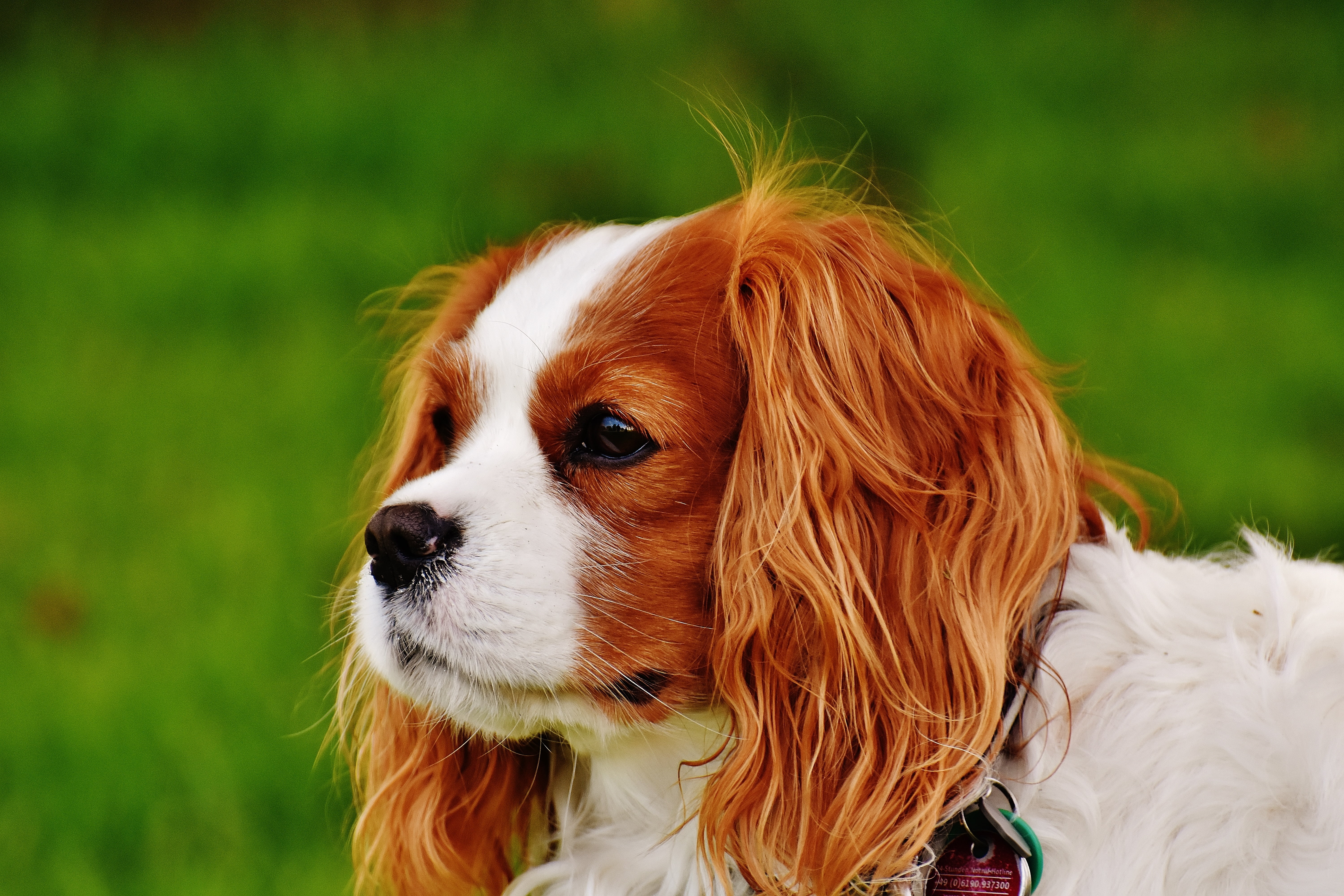 photography, canine, purebred dog, white, mammal, animal, fur, adult, dog, king, one animal, pet, vertebrate, looking away, funny, brown, lap dog, small, HD Wallpaper
