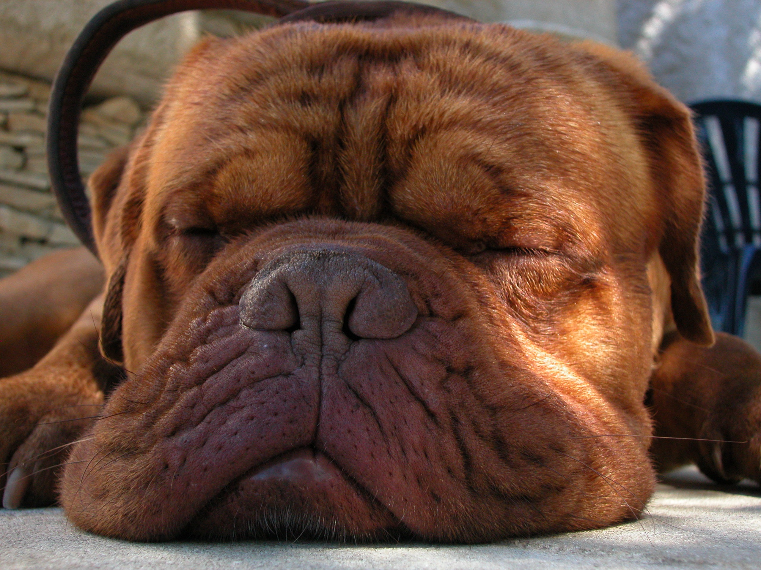 eyes closed, mastiff, vertebrate, cute, puppy, purebred Dog, sleep, animal, one animal, close-up, relaxation, brown, grey, looking, resting, pavement, napping, HD Wallpaper