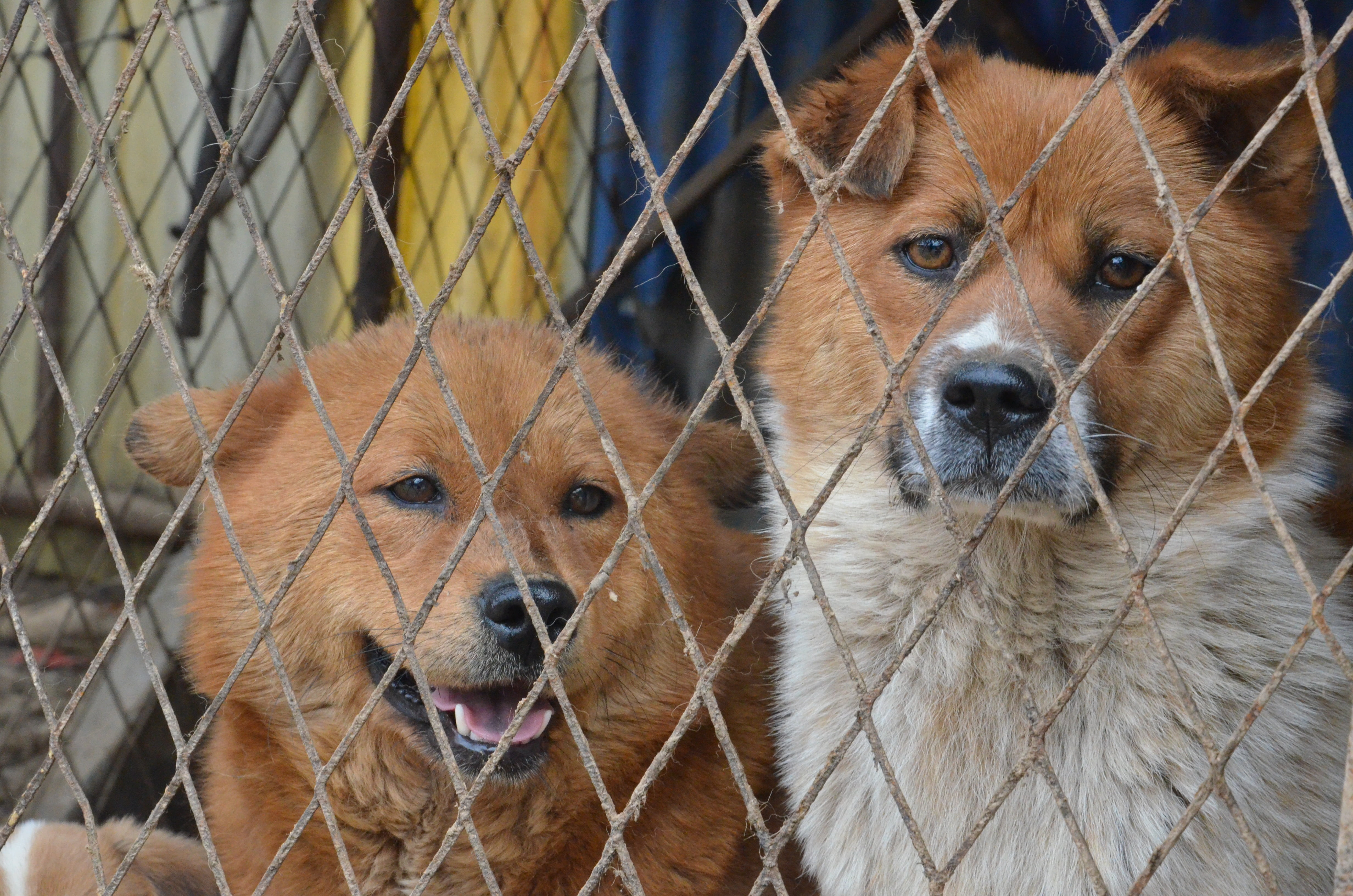 nature, brown, canine, barrier, sad, puppy, schäfer dog, vertebrate, day, animals, imprisoned, boundary, no people, domestic animals, animal, sweet, caught, HD Wallpaper