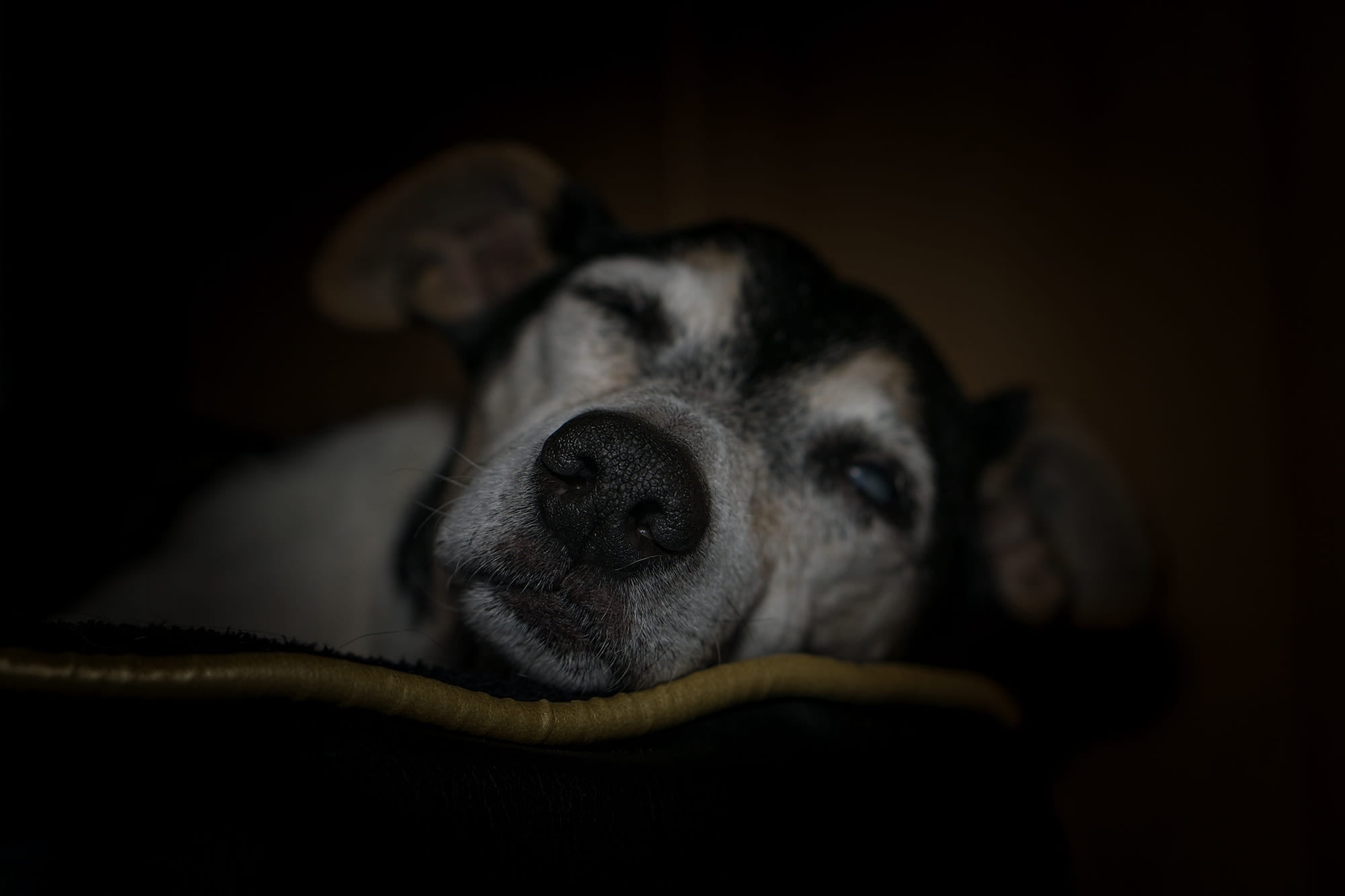 dark, close-up, black background, animal themes, animal head, tan, dog, sleep, face, cute, black, smooth hair, jack russel, ears, lying down, fur, care dog, HD Wallpaper