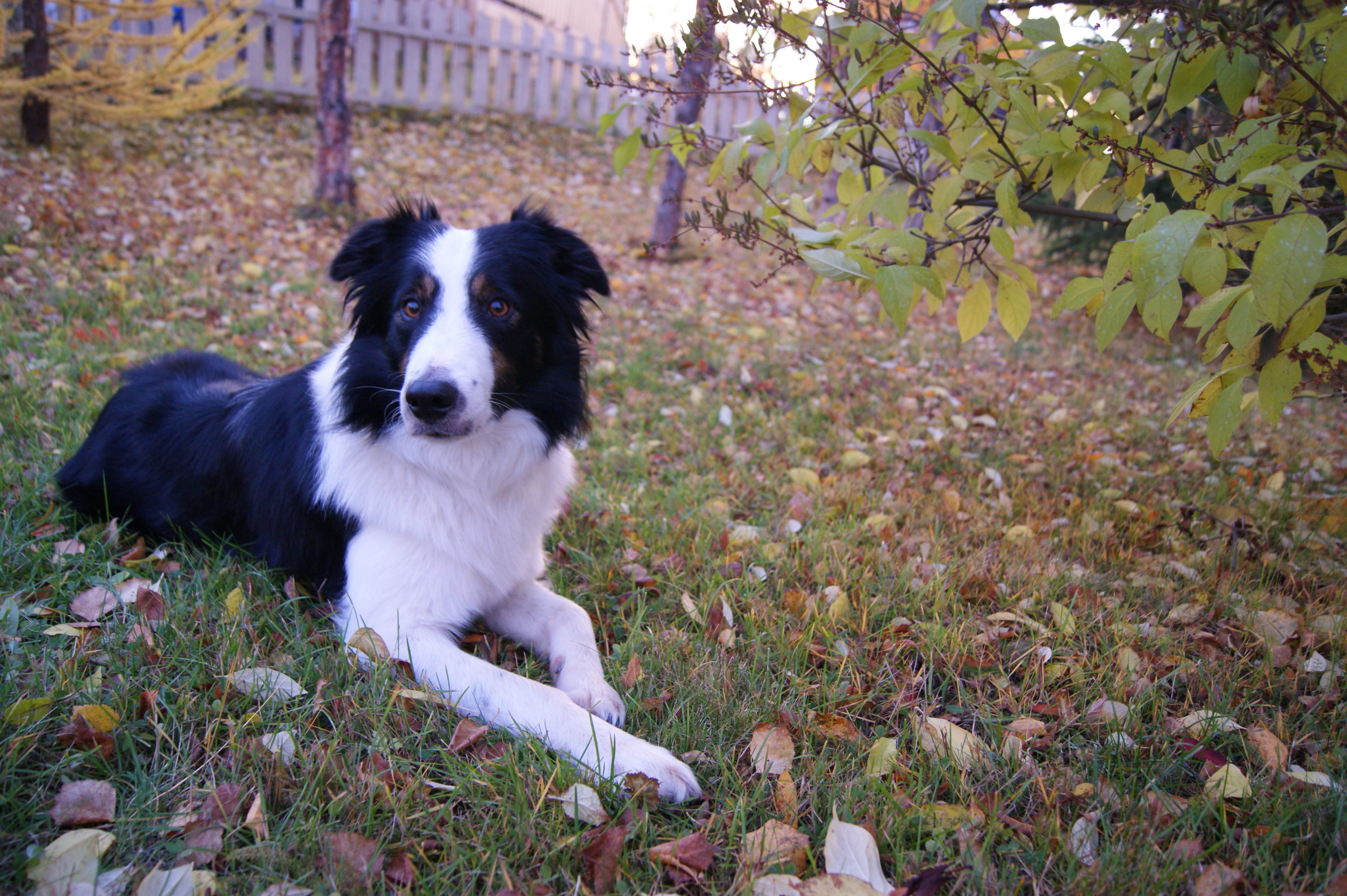 field, fence, outdoors, land, adult, black and white, near, white, one animal, domestic, mammal, portrait, pets, collie, Border Collie, leaf, daytime, animal head, HD Wallpaper