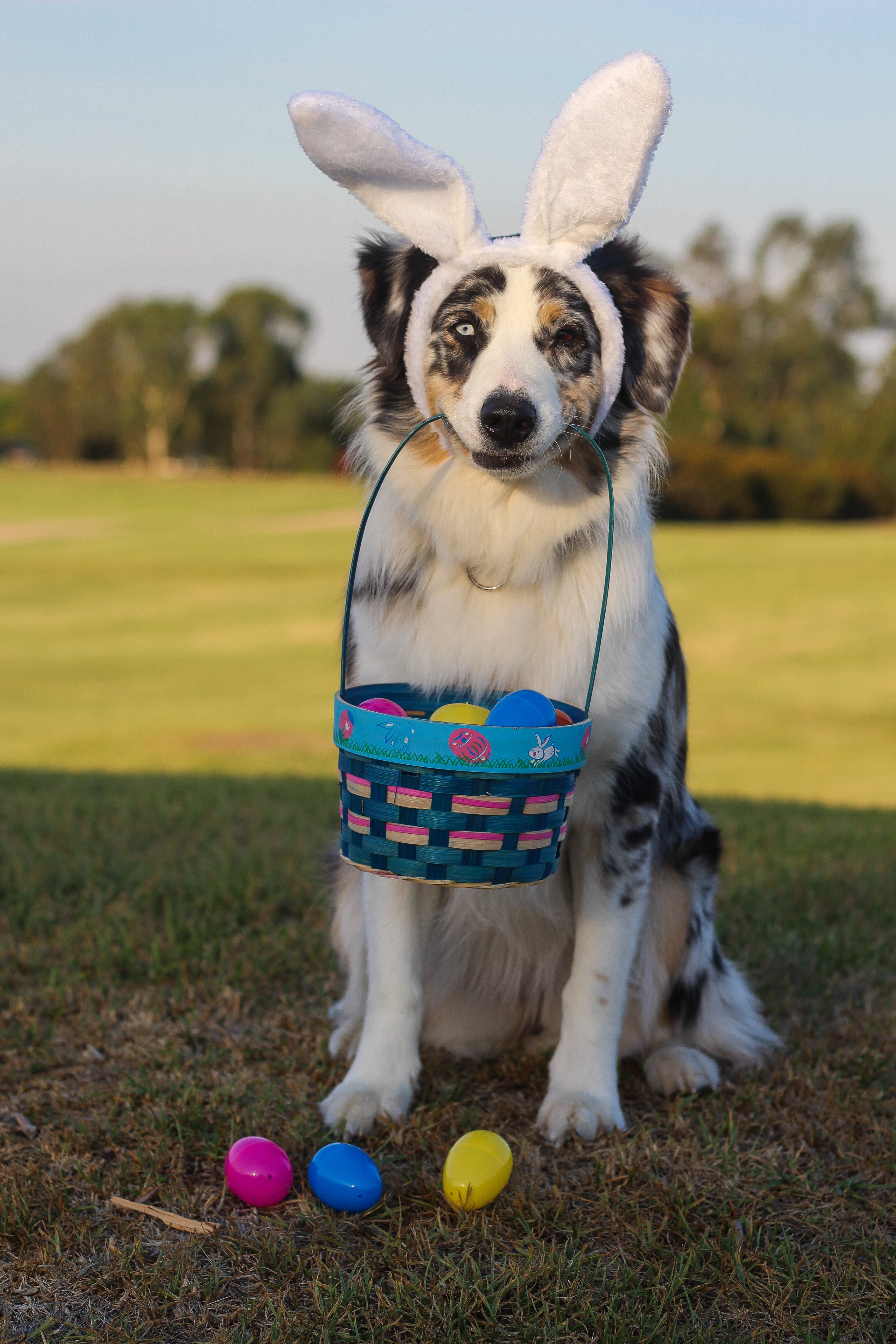 puppy, aussie, focus on foreground, black, australian shepherd, canine, animal themes, domestic animals, field, dog, plant, eggs, basket, day, nature, cute, Phone HD Wallpaper