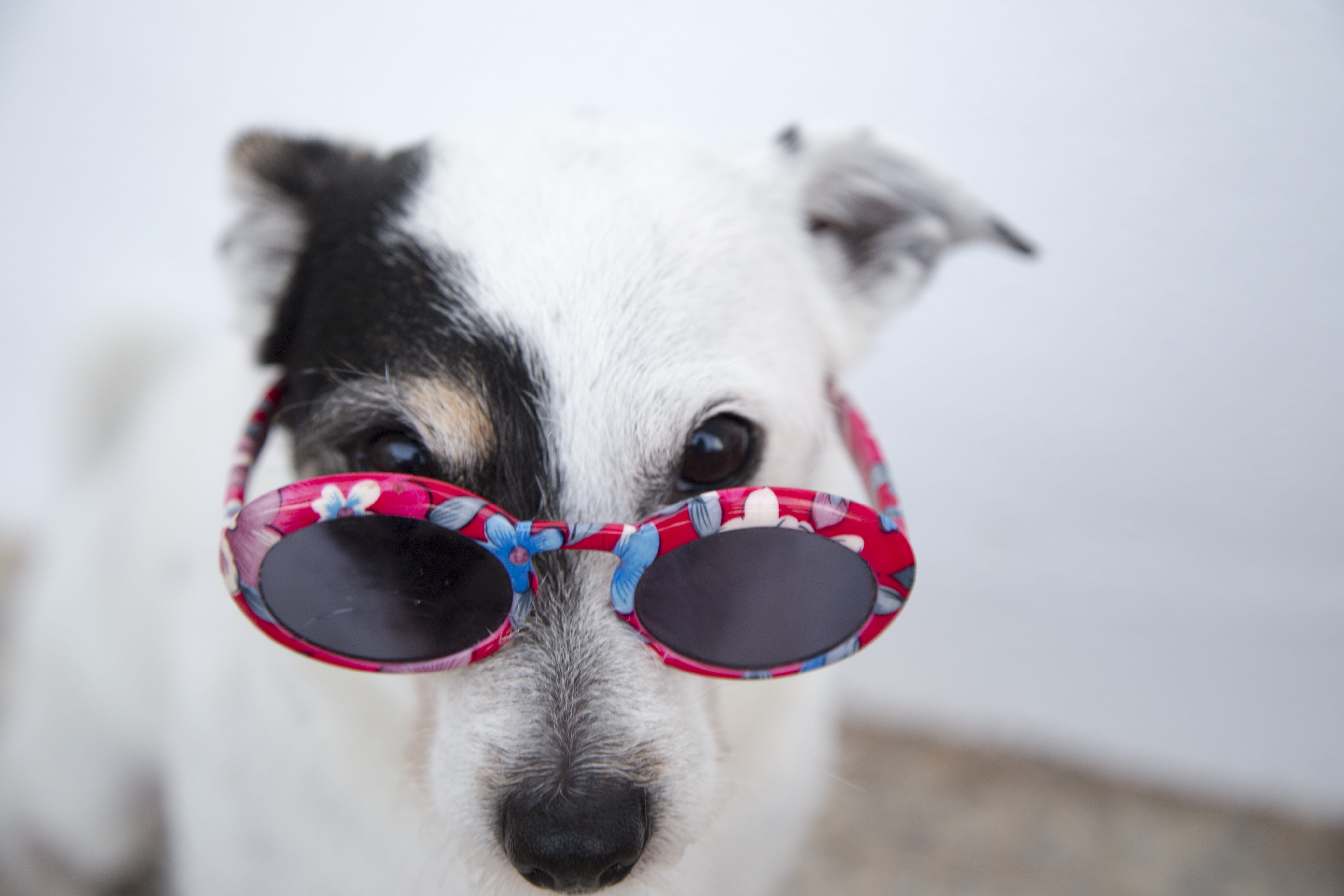dog, animal photography, cute, white color, portrait, canine, adorable, no people, domestic, pet, humor, animal themes, sunglasses, funny, one animal, domestic animals, HD Wallpaper