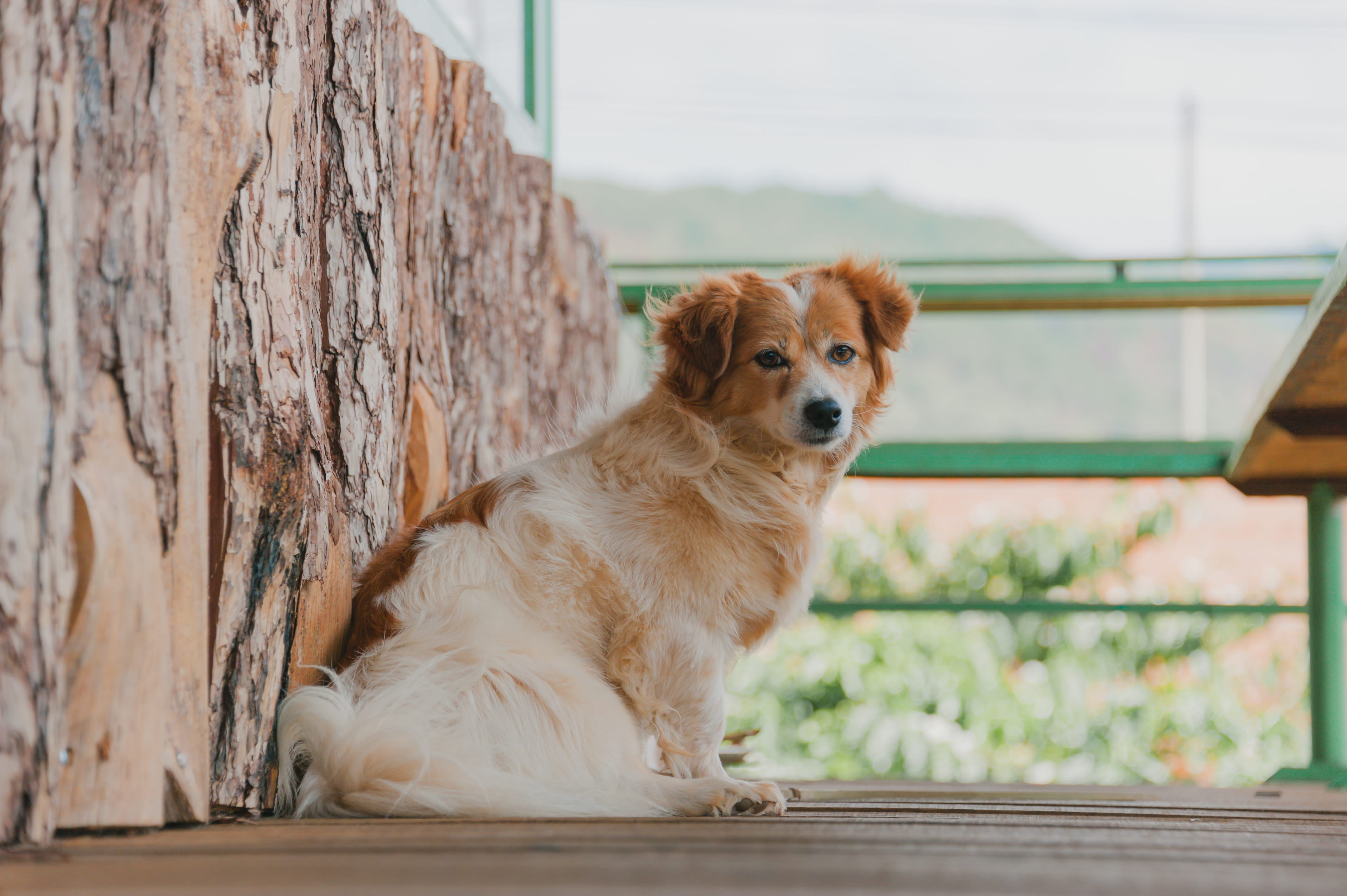 4K, animal themes, sitting, flooring, breed, wood - material, pet, day, blur, canine, looking, sit, depth of field, fur, vertebrate, domestic, cute, wood, HD Wallpaper