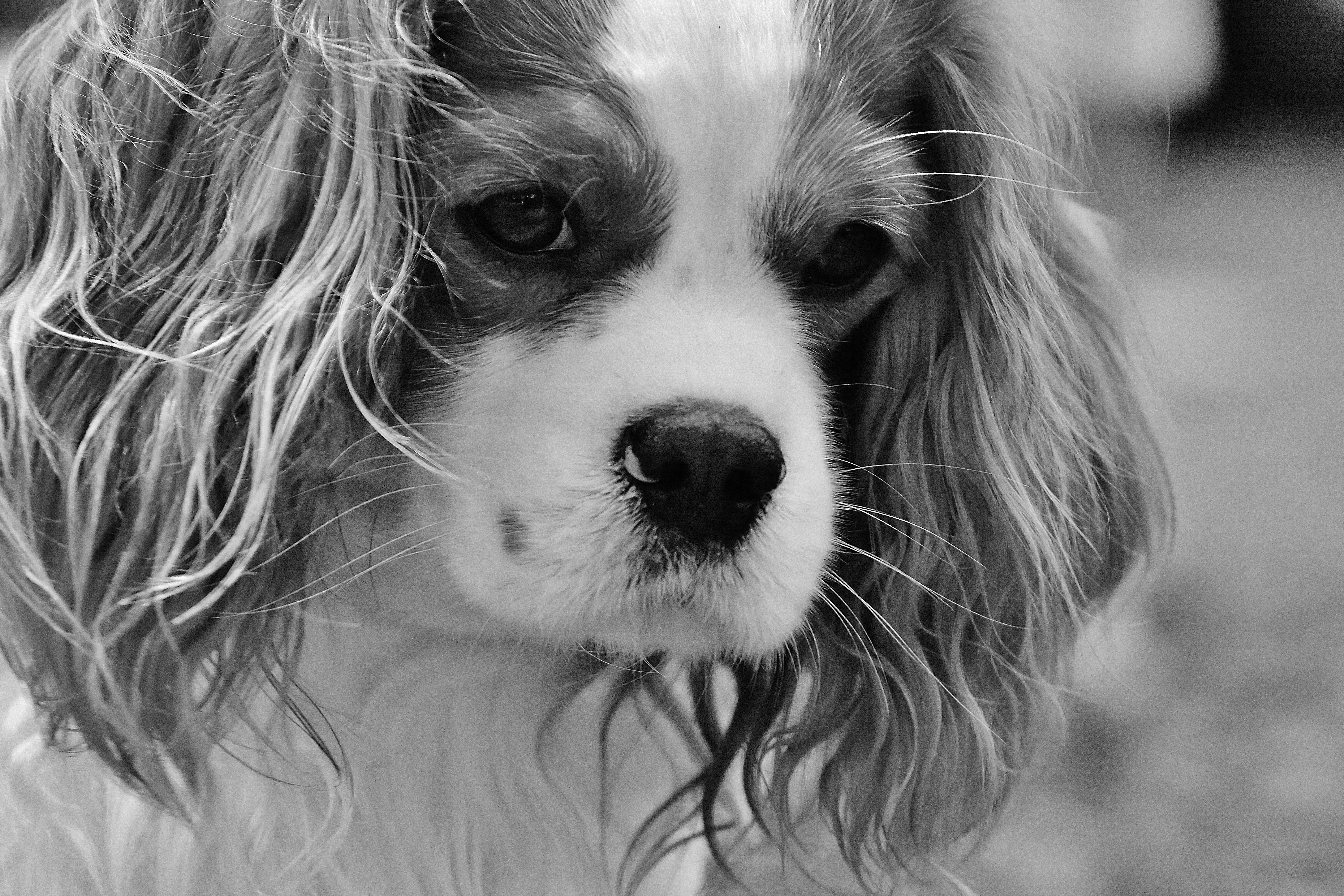 funny, king, focus on foreground, domestic animals, vertebrate, canine, brown, looking at camera, charles, pet, 5K, spaniel, chihuahua - dog, animal nose, HD Wallpaper