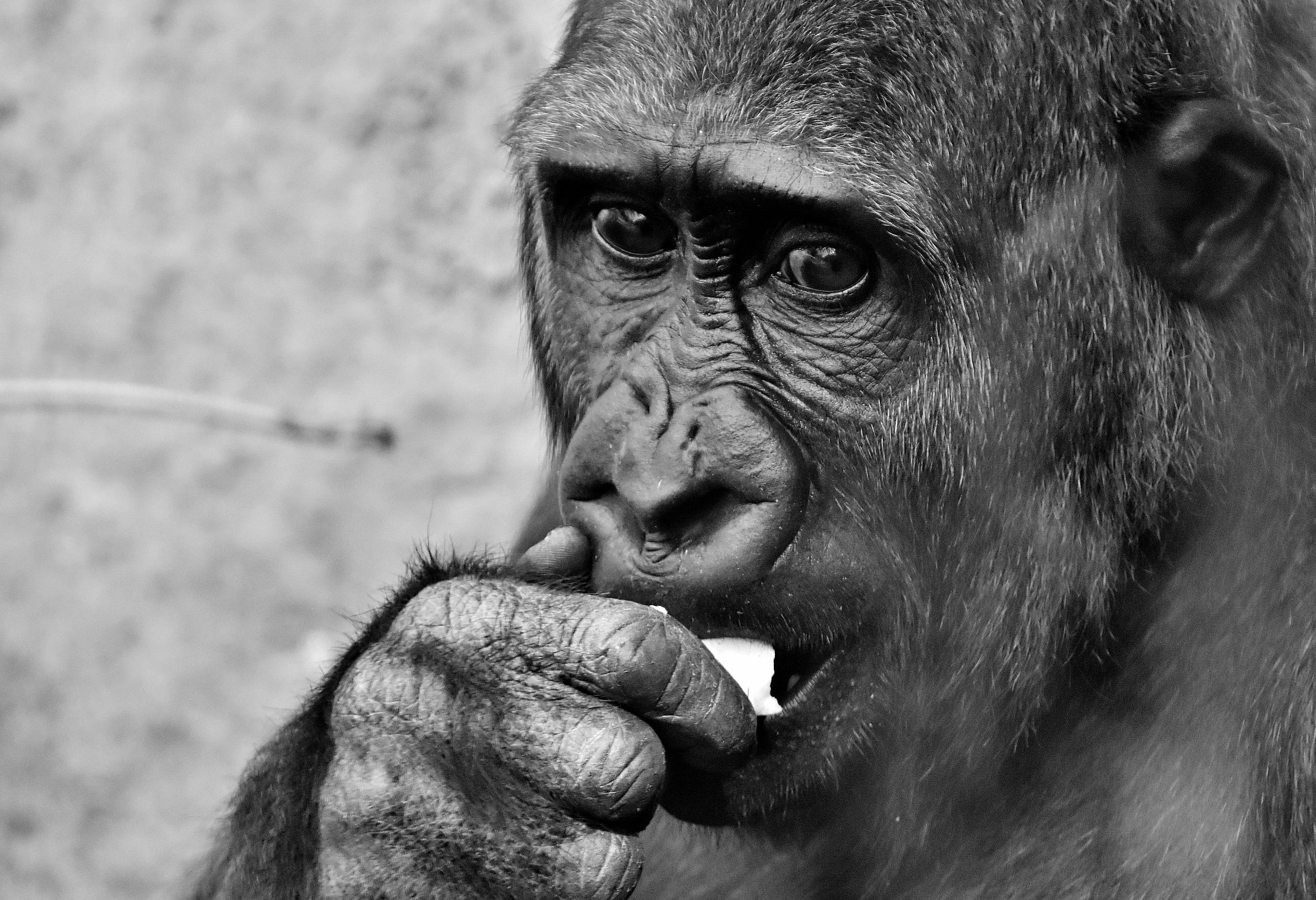 black, mammal, vertebrate, chimpanzee, day, eat, food, animal wildlife, Dangerous, people, primate, observing, close-up, animal world, animals in the wild, HD Wallpaper